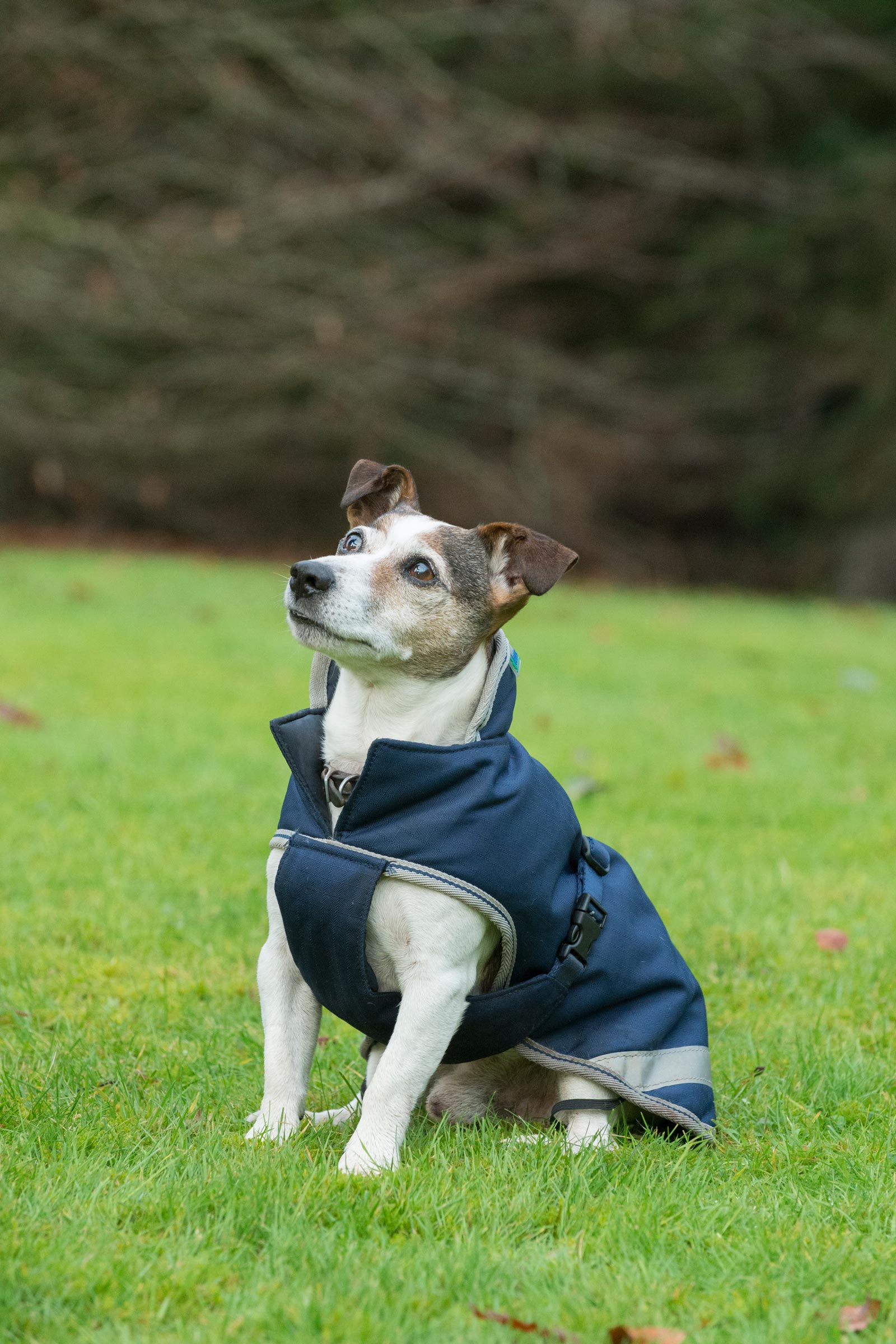 Bucas Freedom Hondendeken, 300g (30-45 cm)