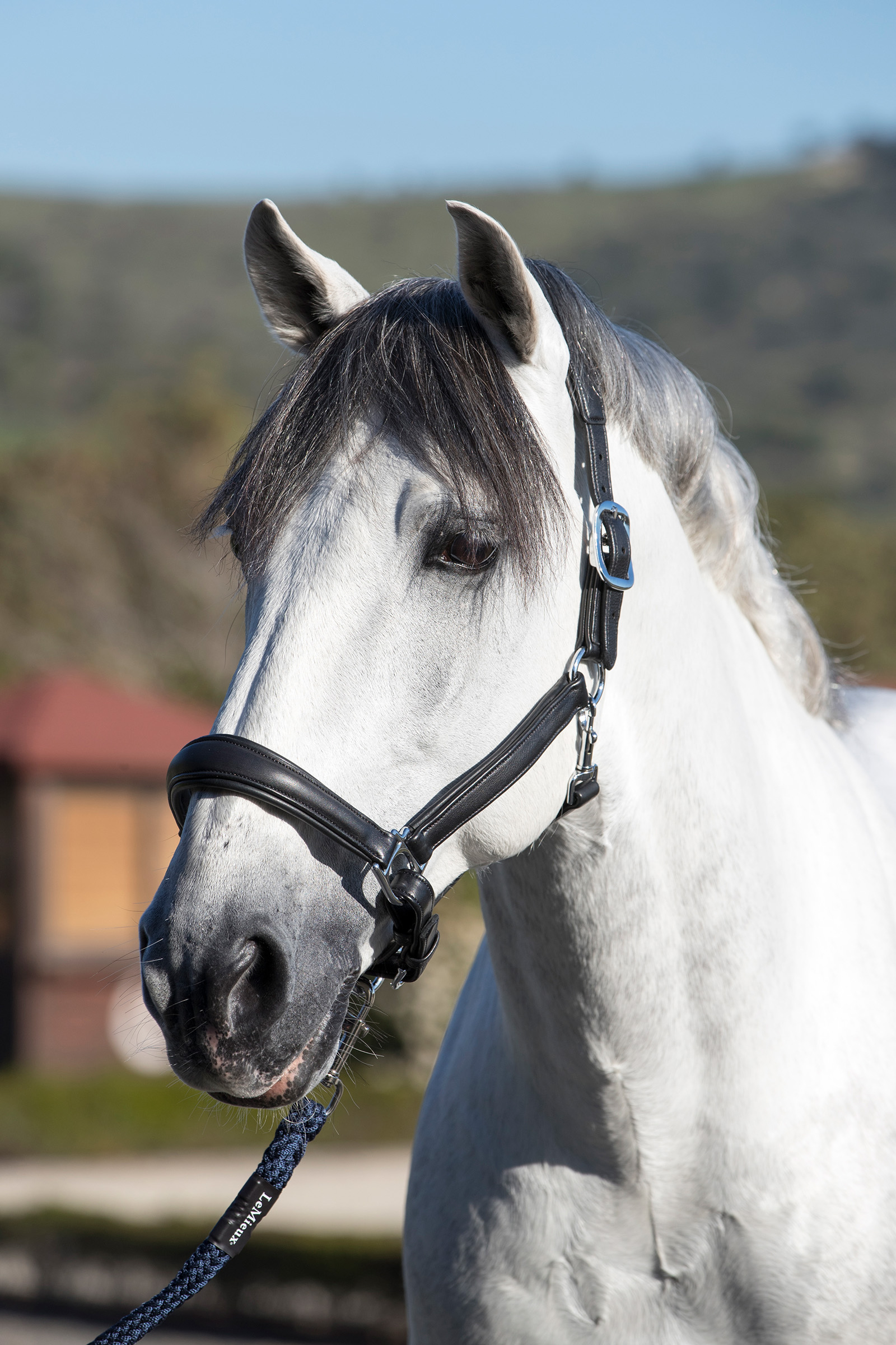 LeMieux Anatomisch leren halster