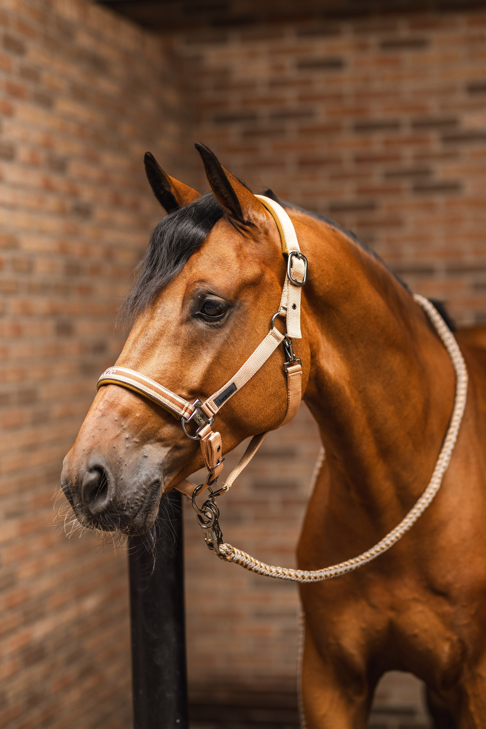 Horze High Life halstertouw met paniekhaak