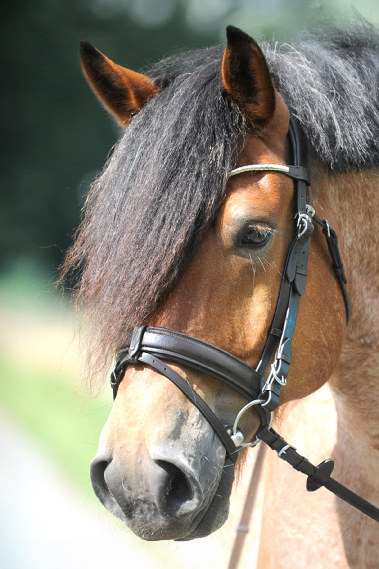 Kavalkade Clinchesse Bridle