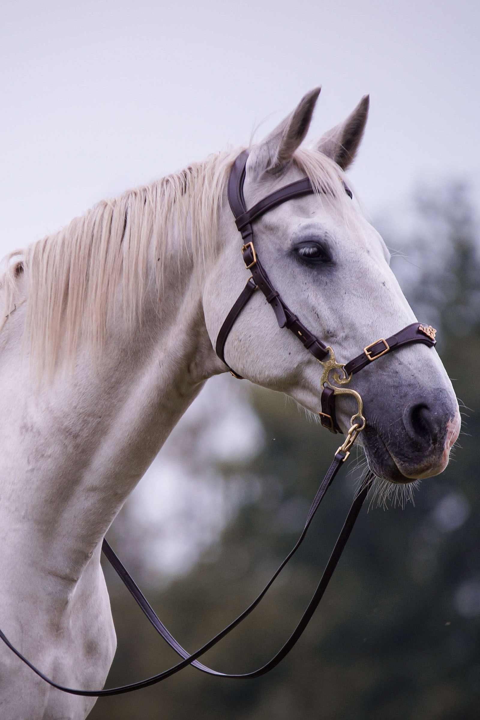 F.R.A. Freedom Riding Articles Imperial Hackamore hoofdstel met teugels (system 2)