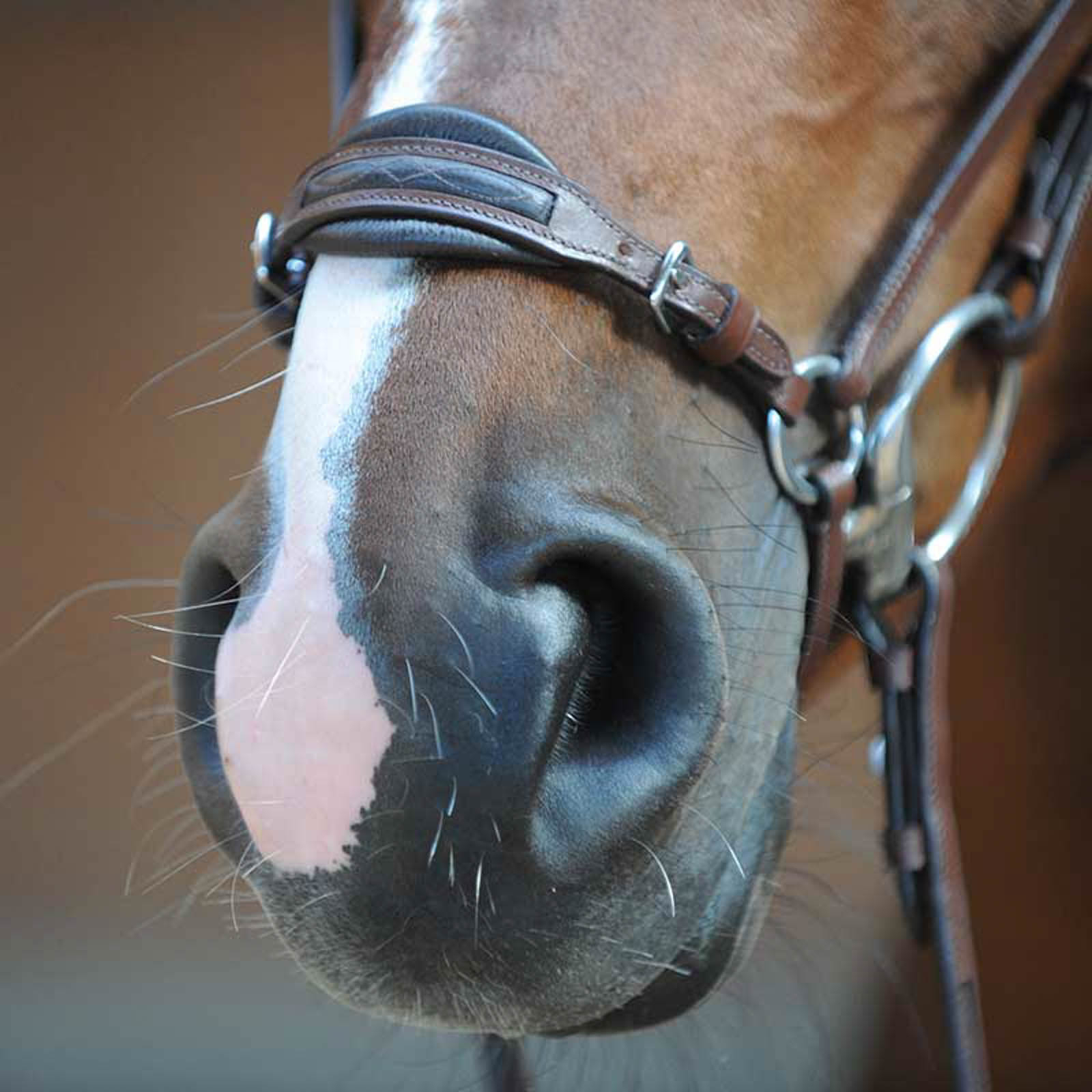 Kavalkade Levana Hoofdstel