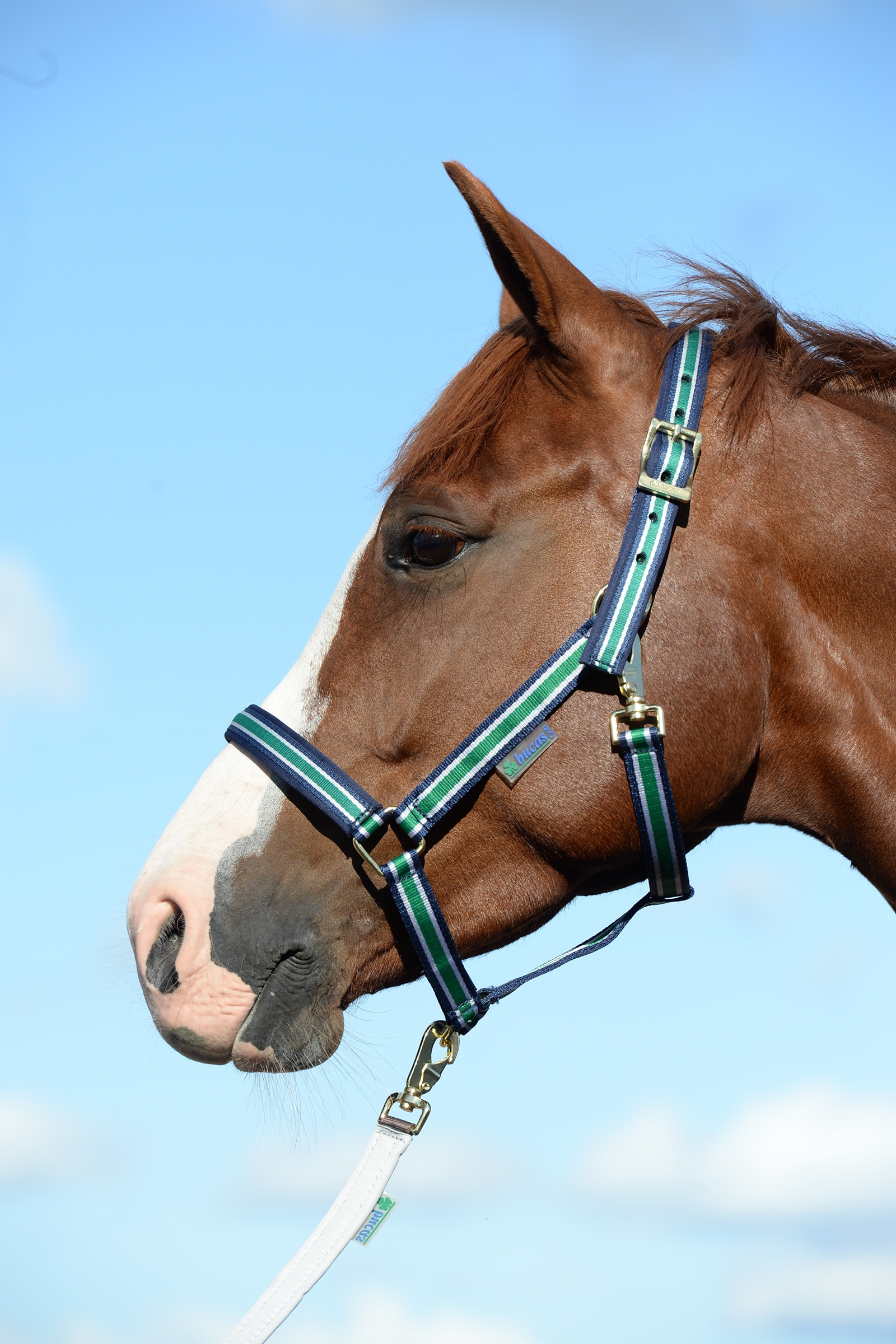 Off-White/Dark Blue Bucas Dublin, Luxe Onderlegde Halster