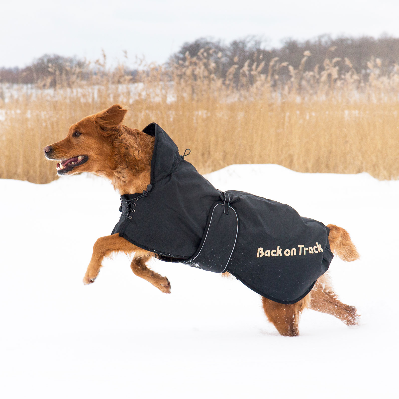 Back on Track Hondendeken (63-91)