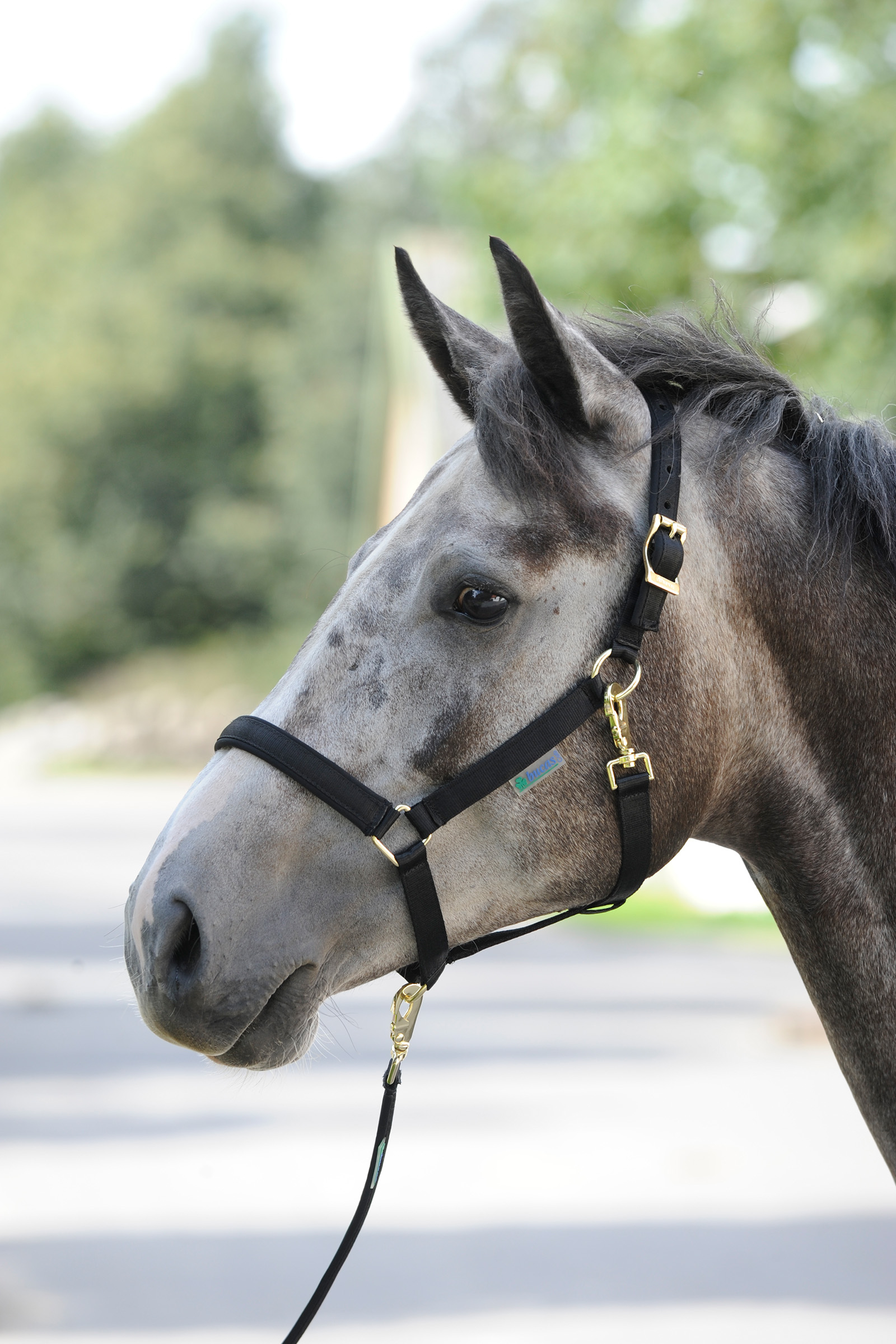 Bucas Dublin, Luxe Onderlegde Halster