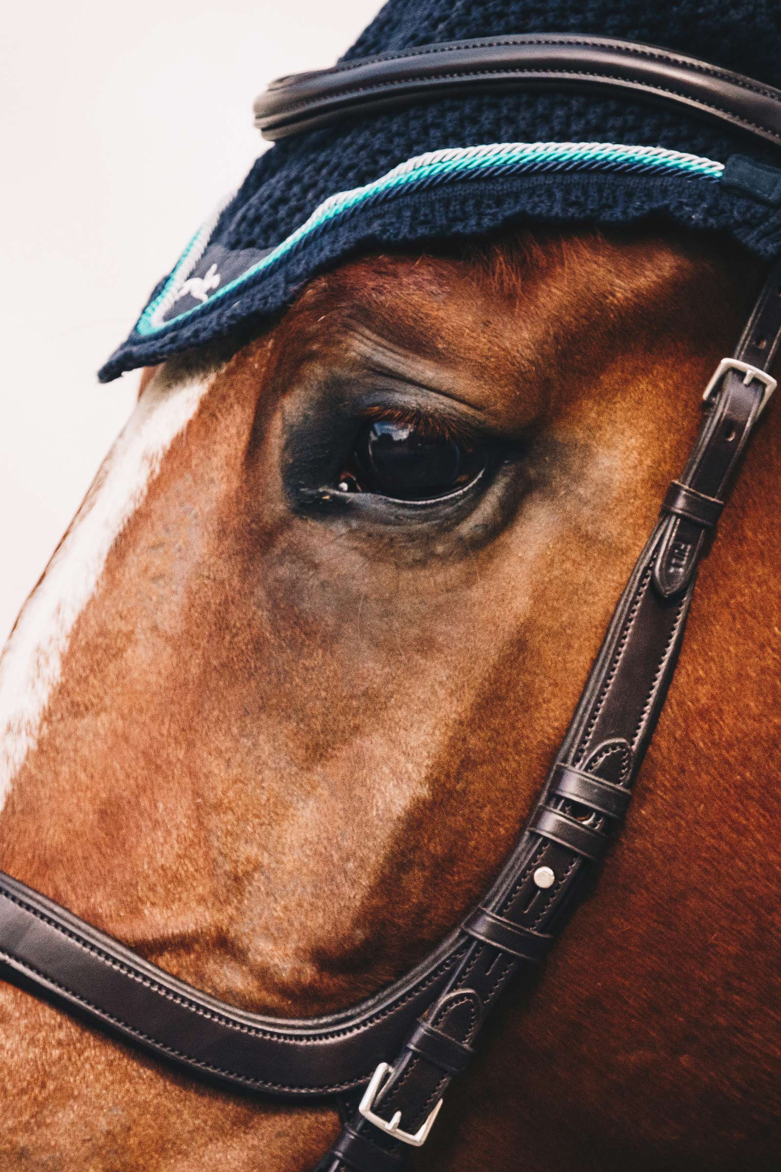 Schockem&ouml;hle Sports Equitus Delta Hoofdstel