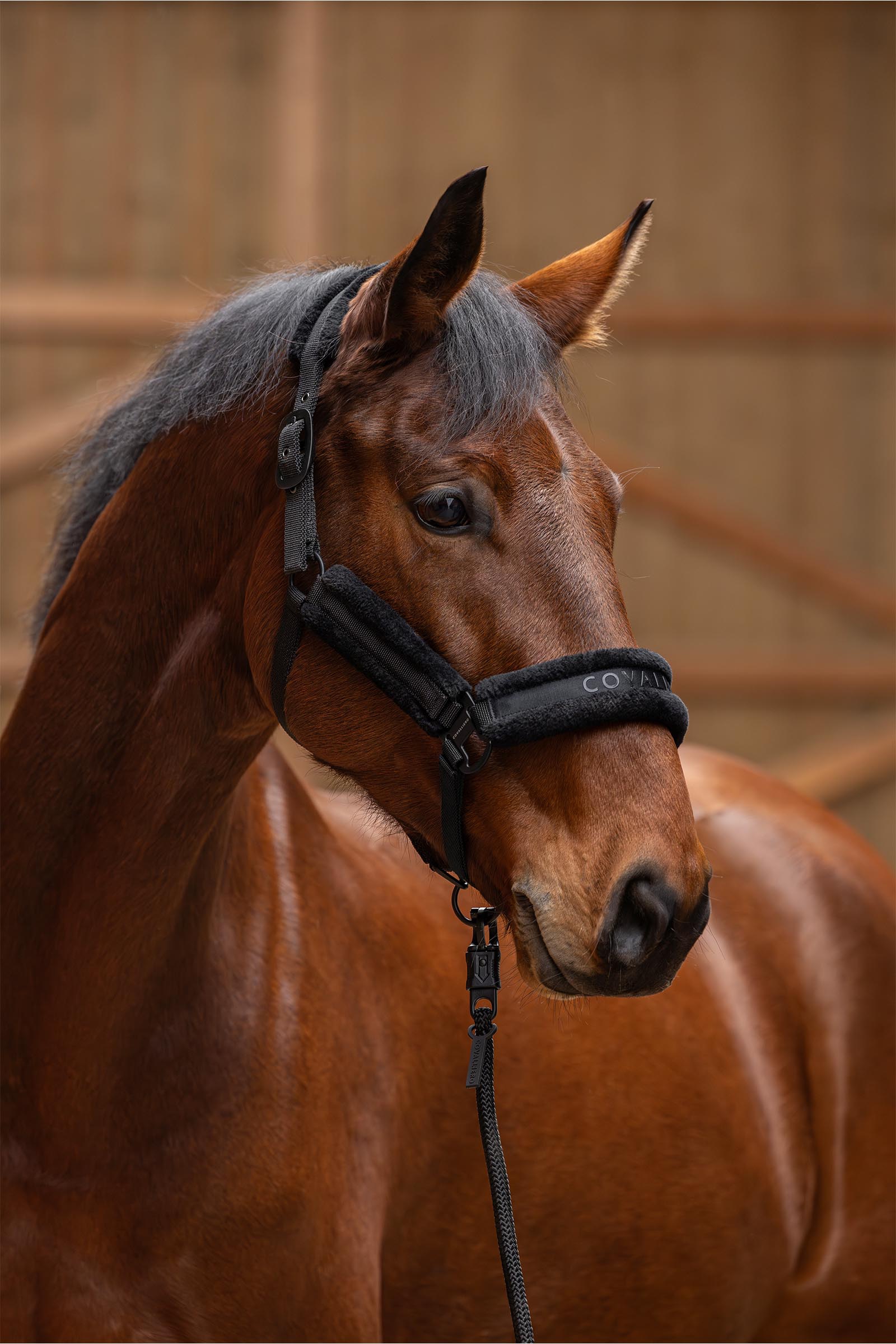 Covalliero Gewatteerd Halster