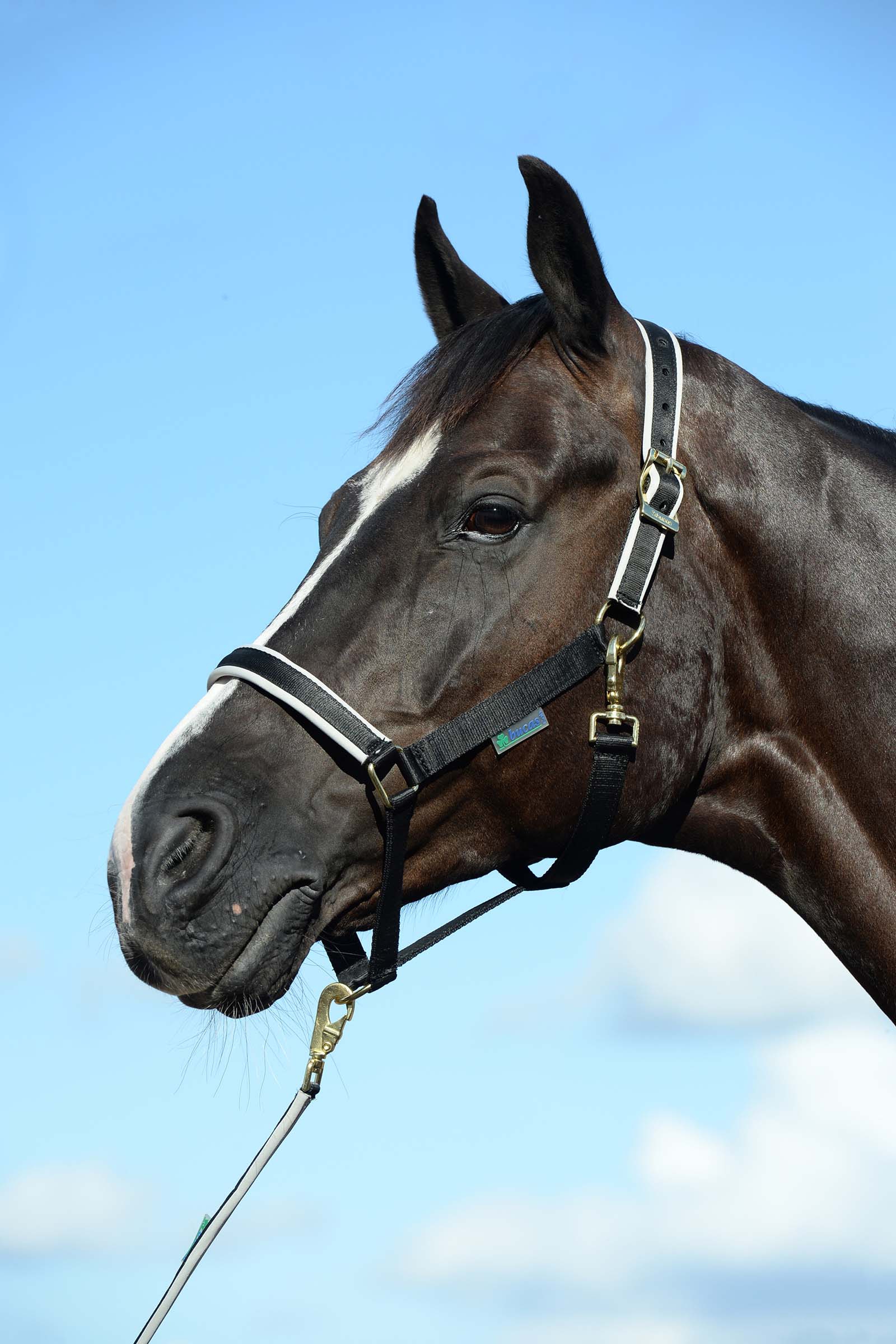 Bucas Dublin, Luxe Onderlegde Halster