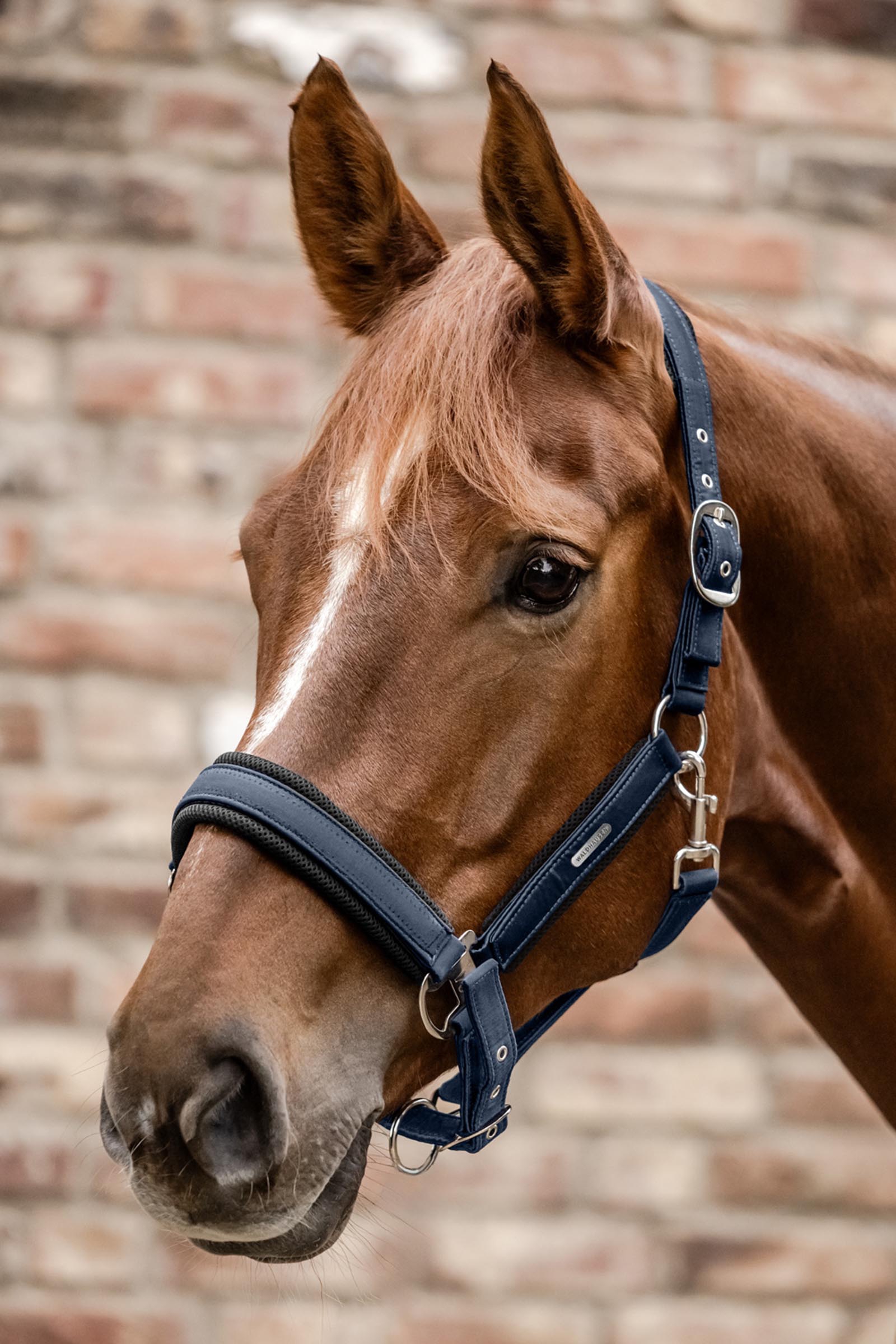 Waldhausen Breath Mesh Halster