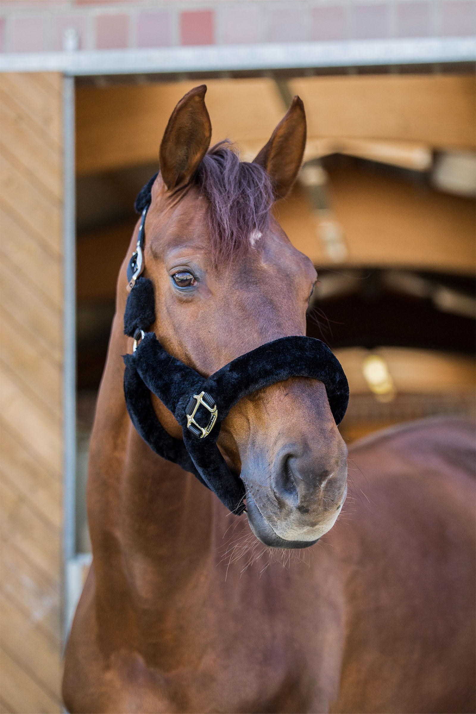 Back on Track Audrey halster