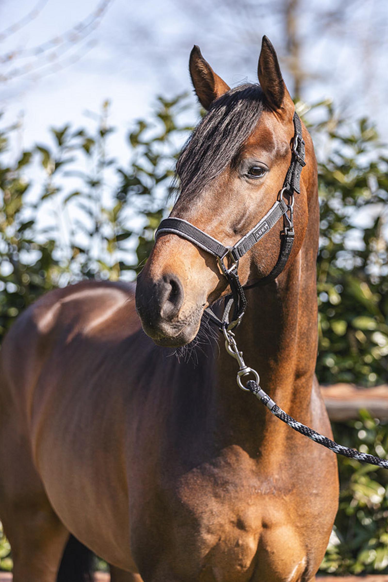 ANKY Verzorgingshalster