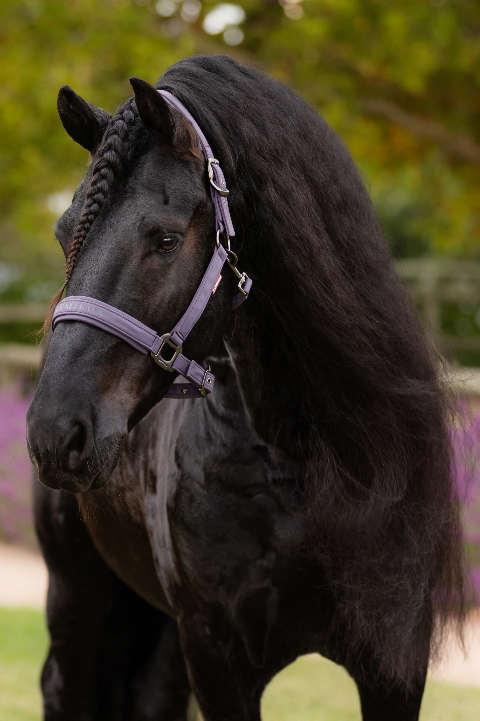 LeMieux Essence Halster