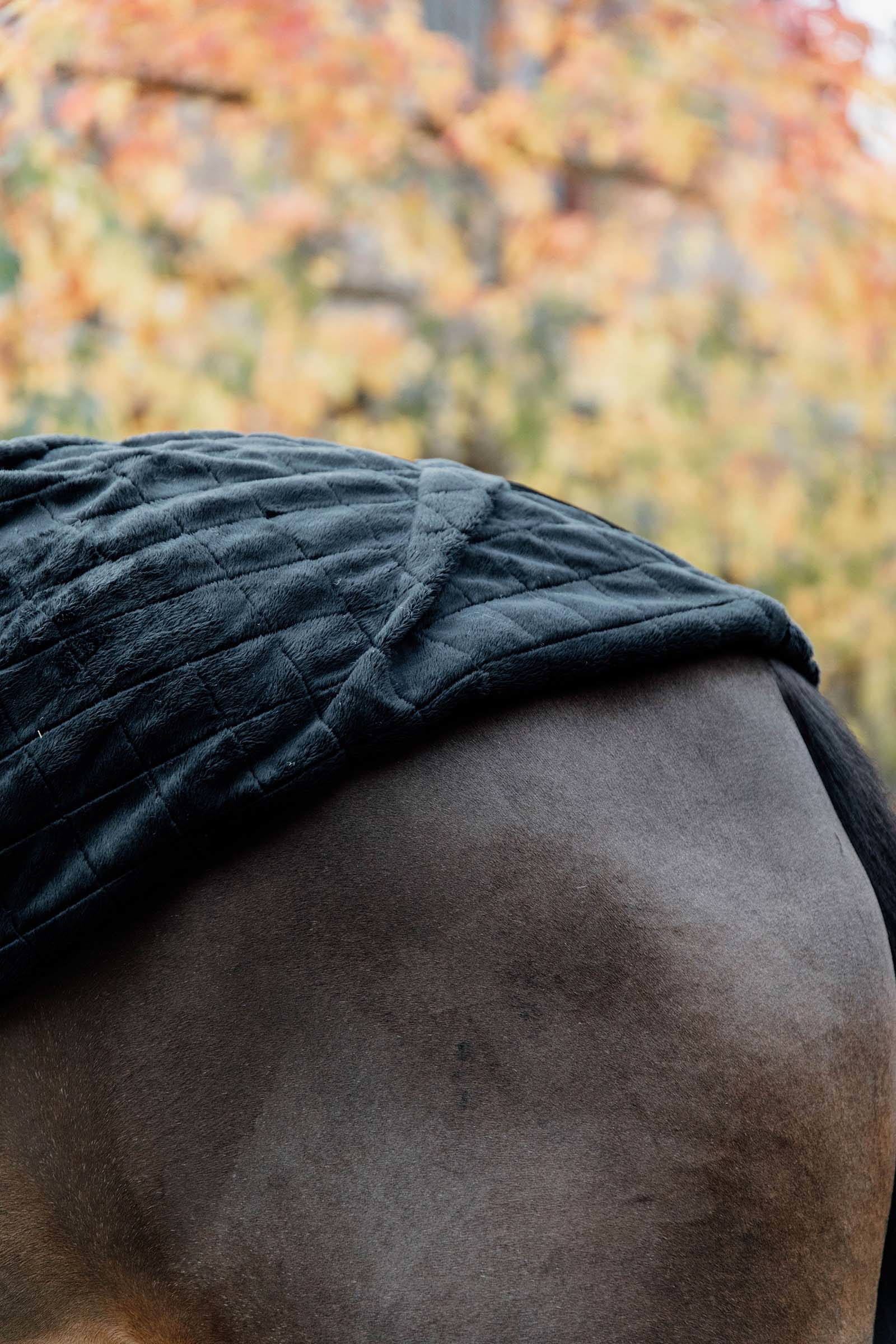 Kentucky Horsewear Staldeken, 0 grams