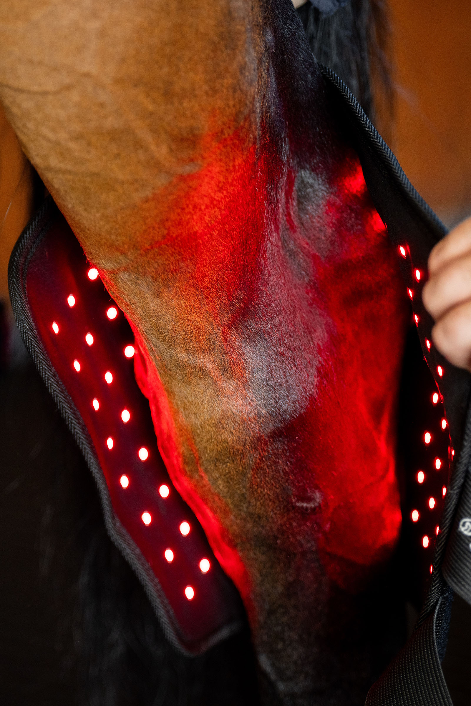 Horseware LED roodlichttherapie sprongbeschermer (1 st.)