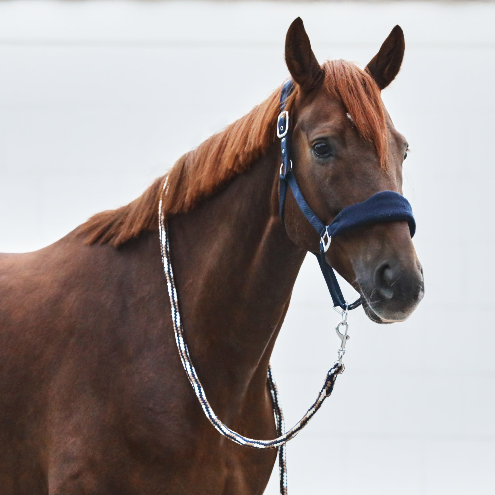 Horze Kiel Halster met Fleece