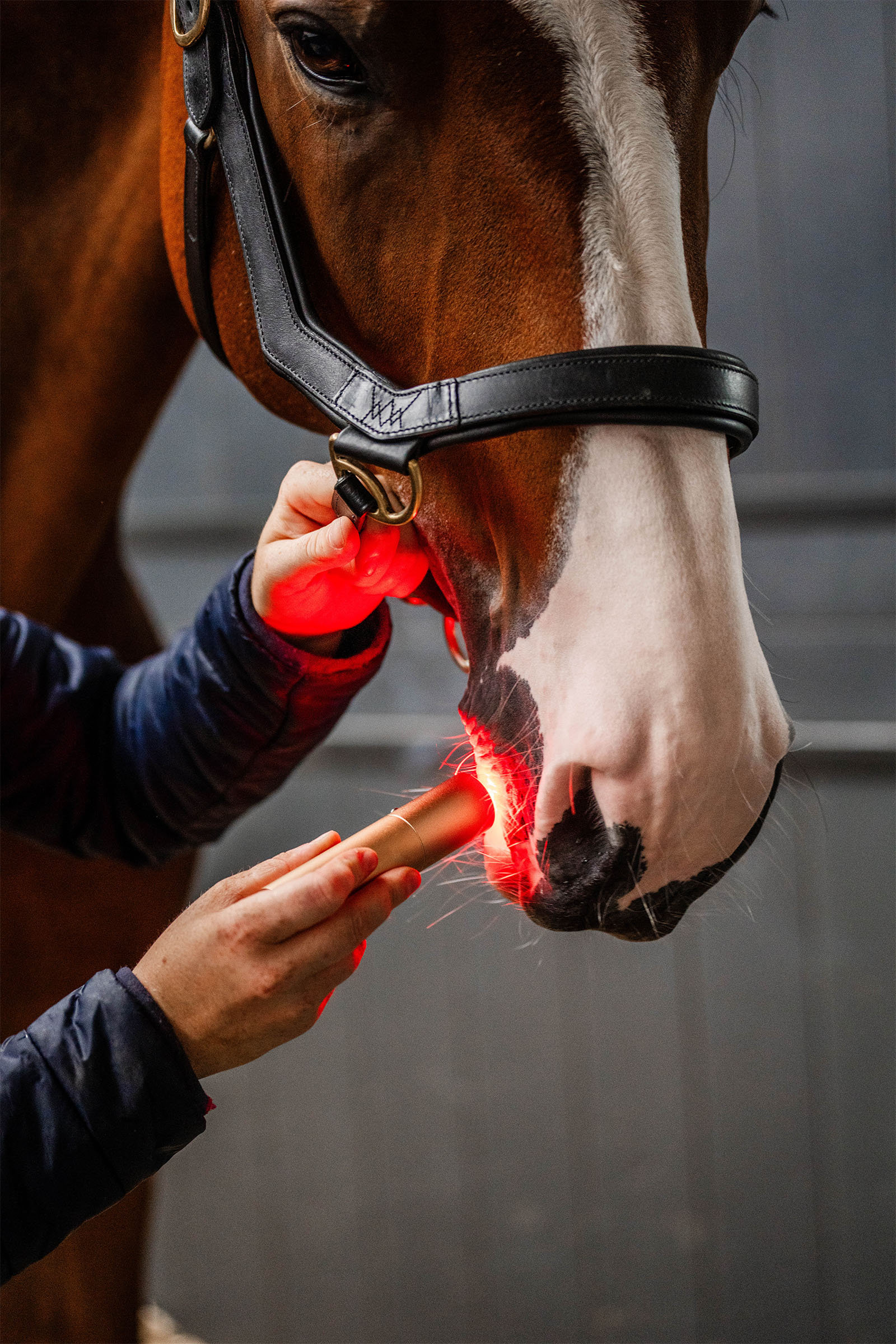 Horseware LED roodlichttherapie Staaf