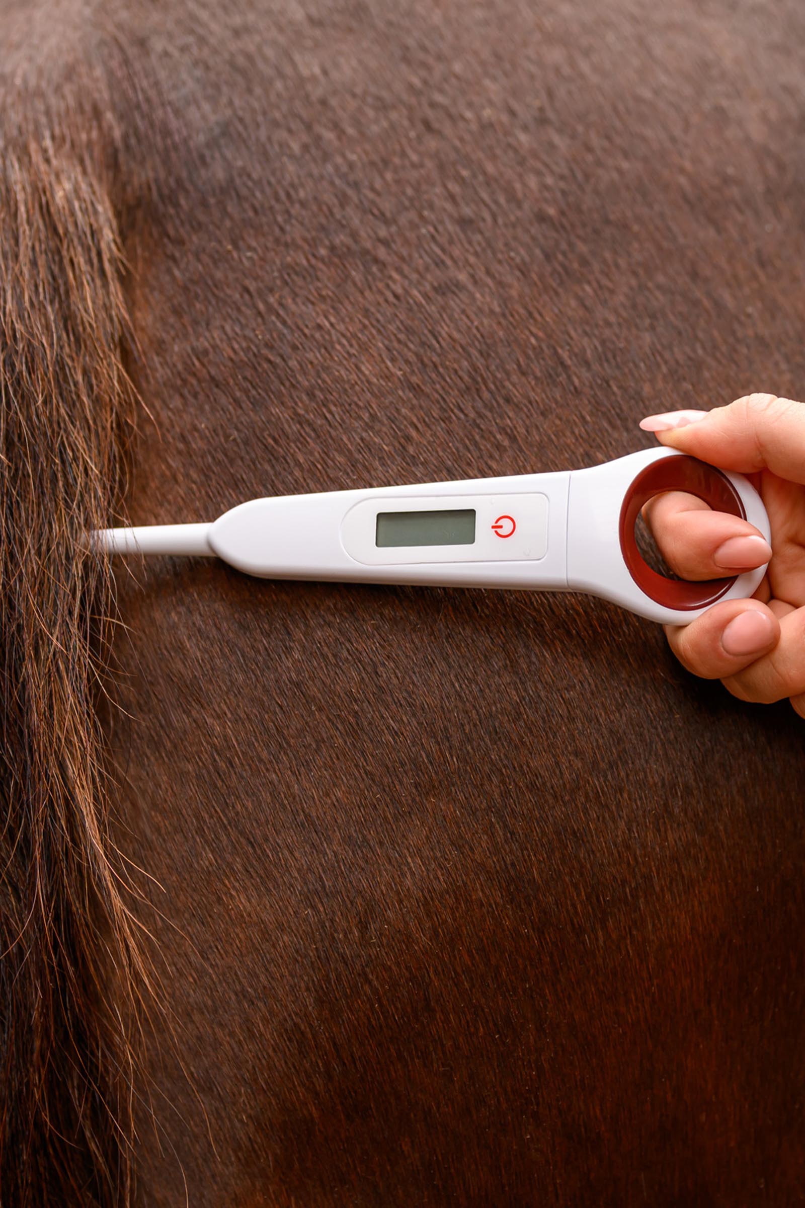 Waldhausen digitale thermometer voor paarden
