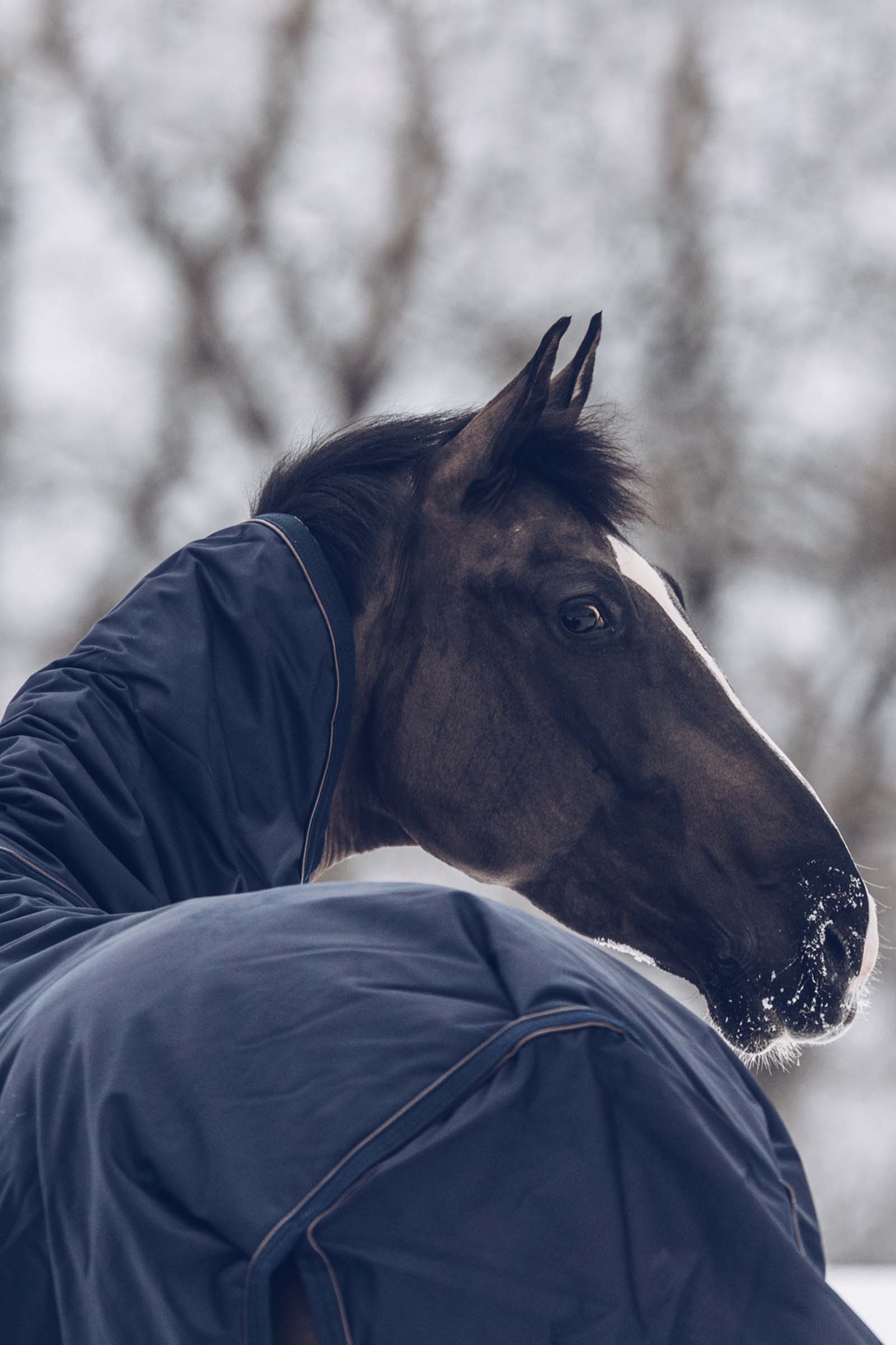 Kentucky Horsewear Turnout Rug All Weather Waterproof Classic, 300g