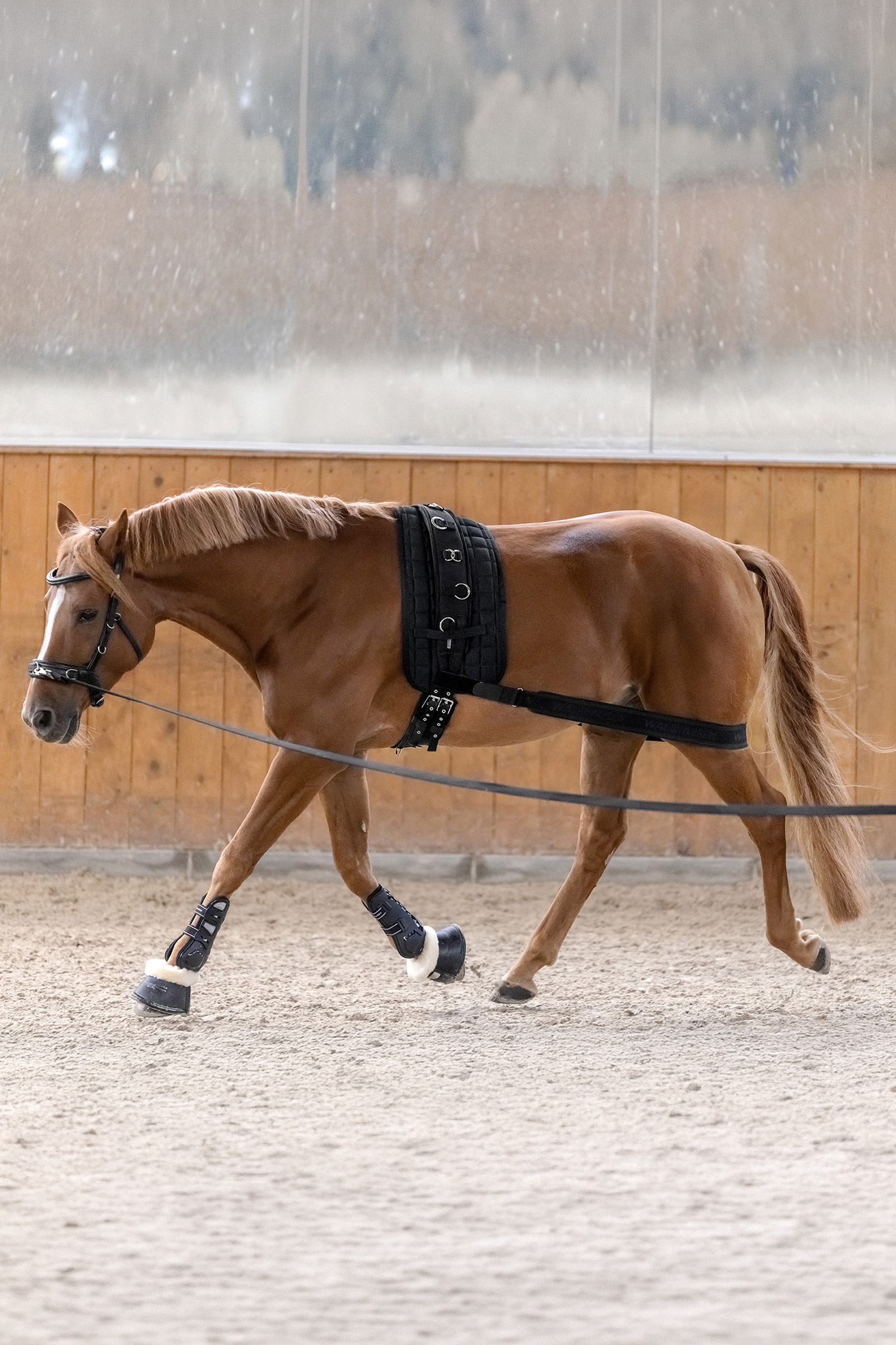 Waldhausen bodybandage voor activering van de achterhand