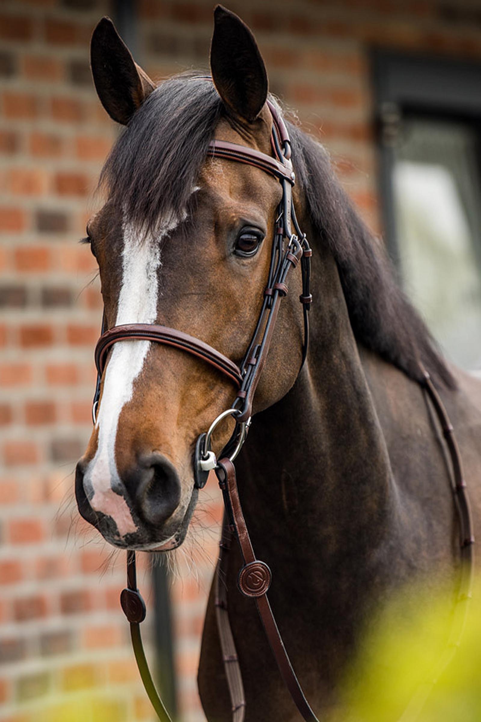 Trust Equestrian Geneva Combined Noseband Bridle