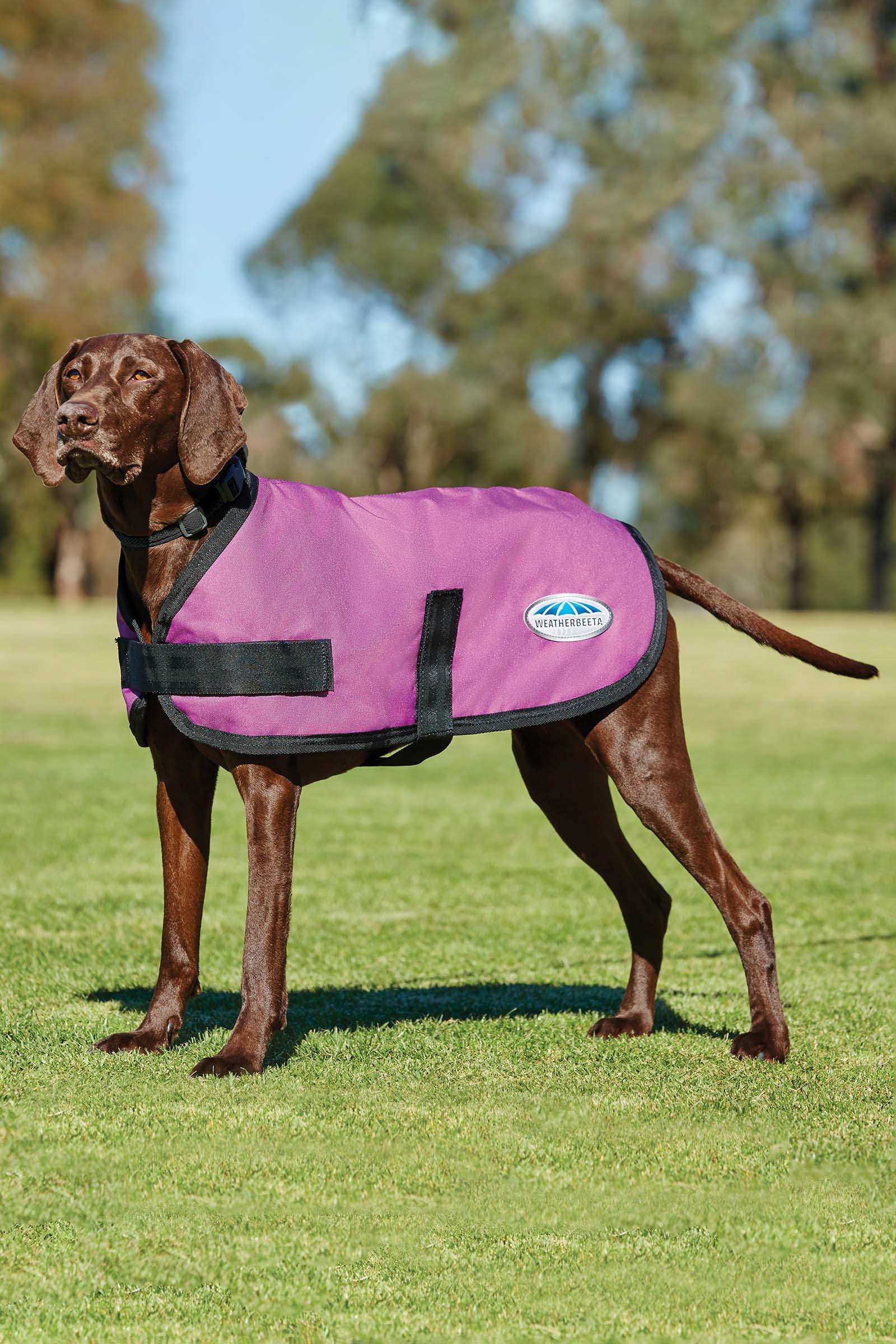 Pink Weatherbeeta Comfitec Classic Dogcoat (25-40cm)