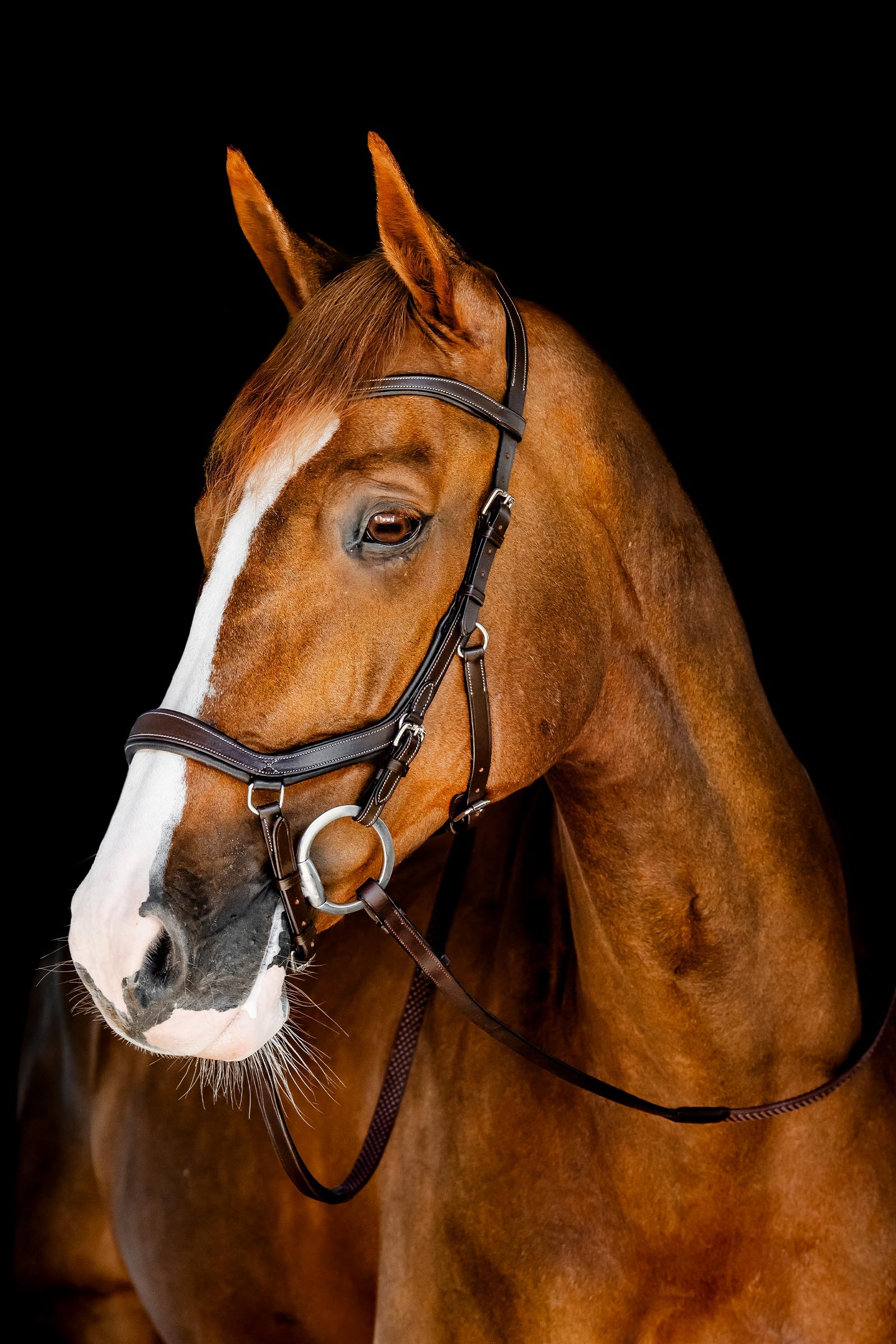 Dark Havana Horseware Rambo Micklem Wedstrijd Hoofdstel