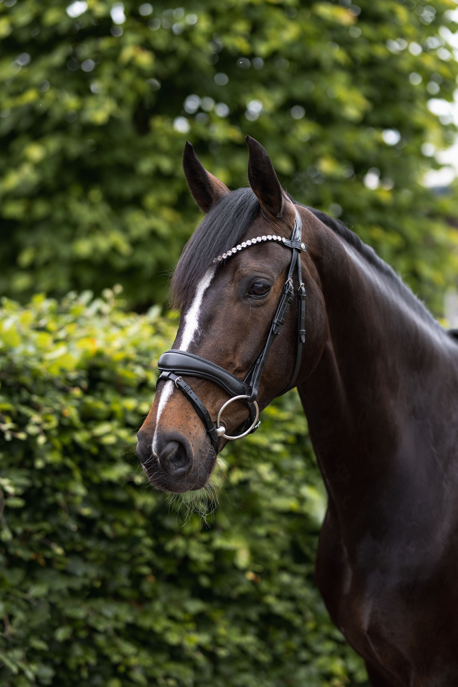 Horze Somerset Anatomisch Hoofdstel