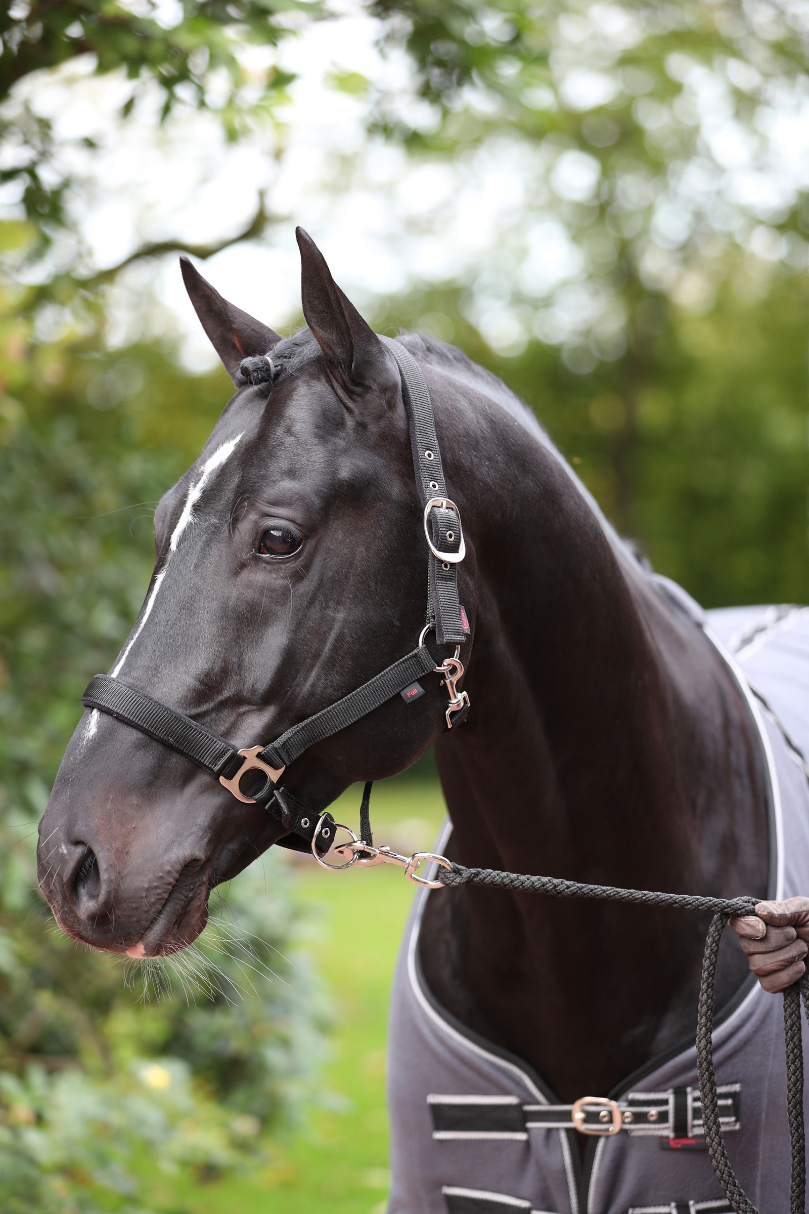 Black Covalliero Dexter halster met fleece onderlegger