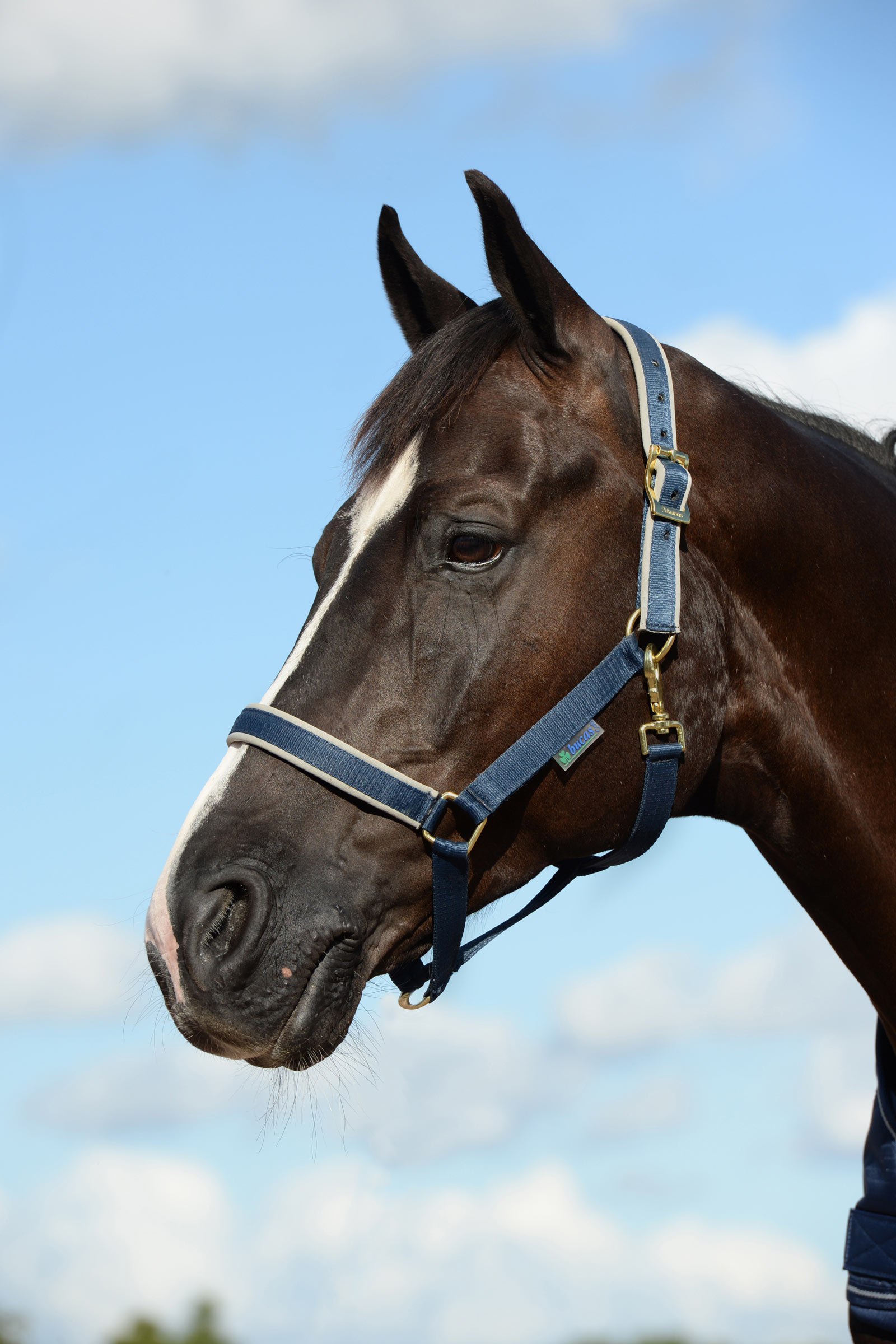 Dark Blue/Silver Bucas Dublin, Luxe Onderlegde Halster