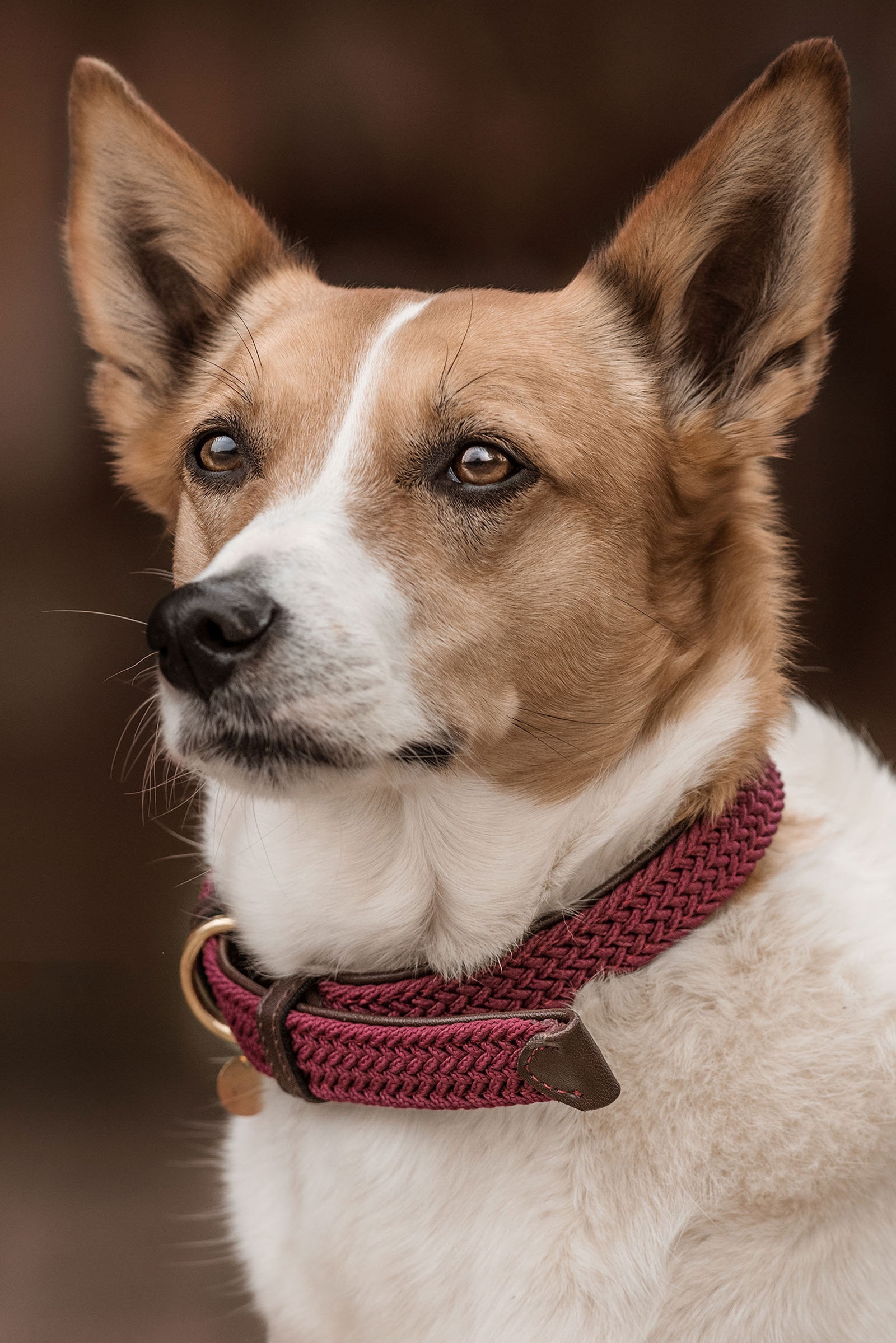 Dark Red Kentucky Dogwear Gevlochten Nylon Hondenhalsband