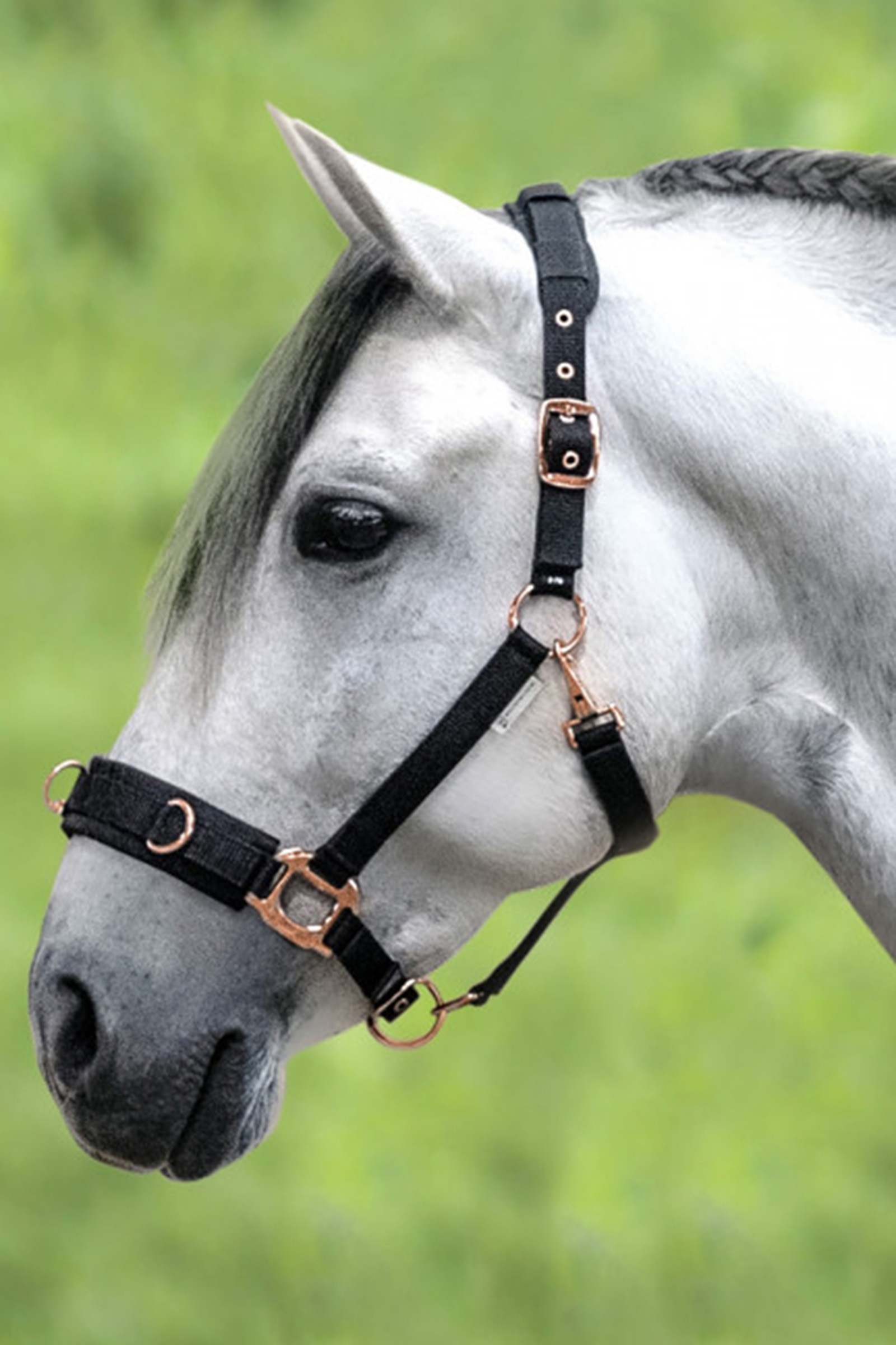 Waldhausen Ros&eacute; Lunging Halter
