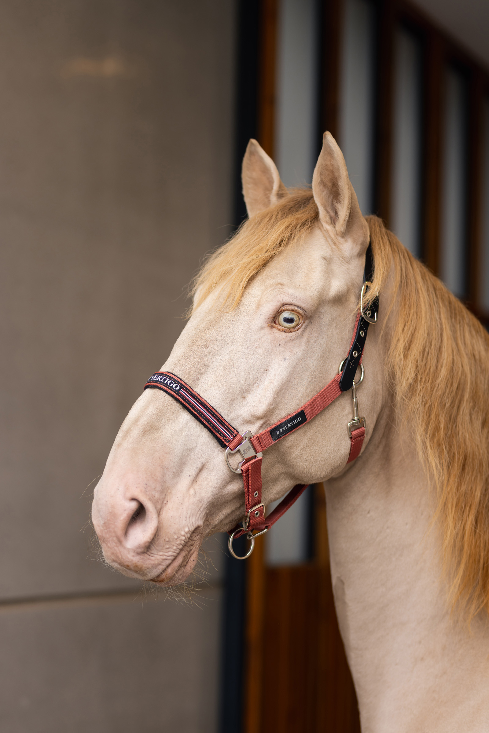 B Vertigo Empowerment weide-veilig halster