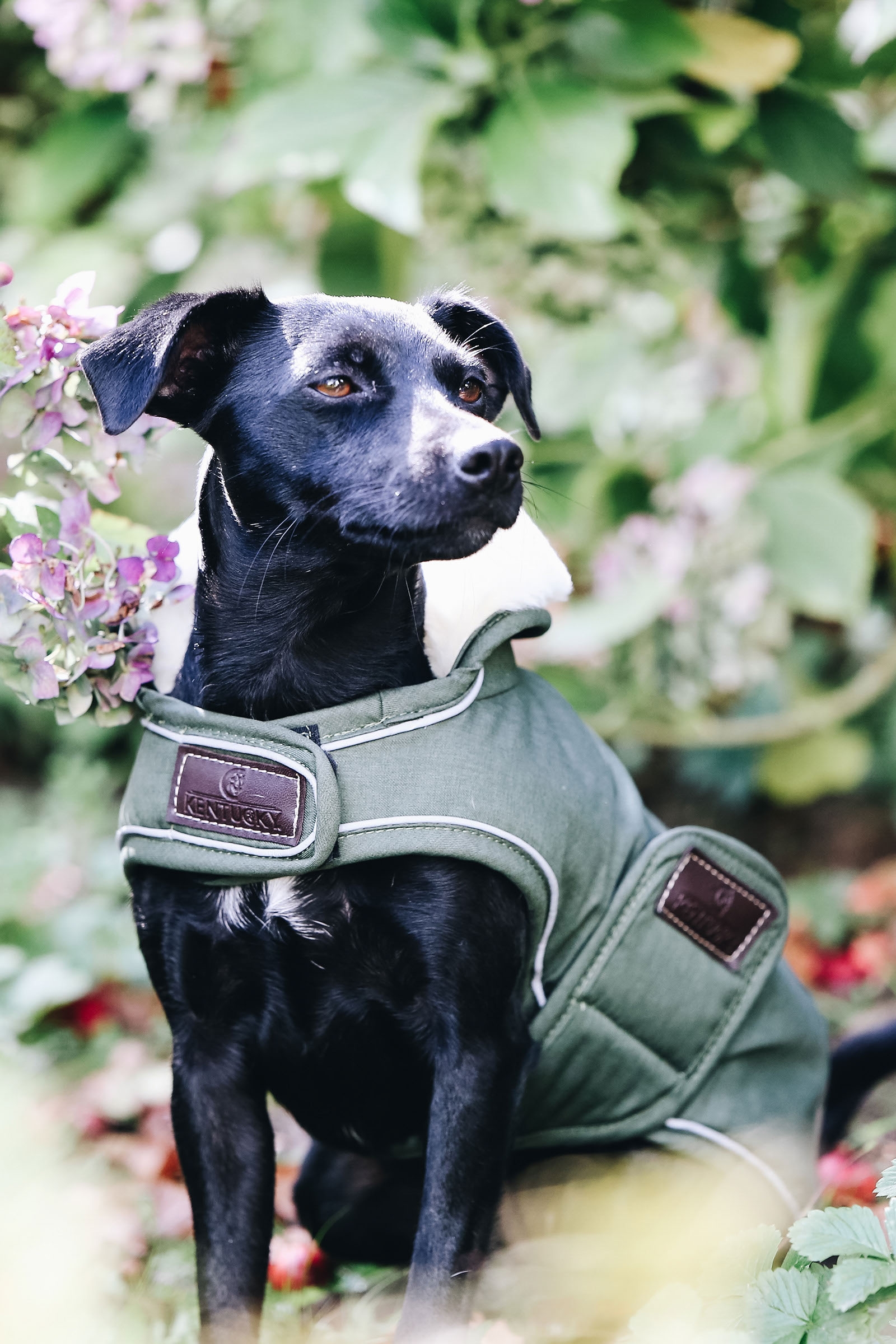 Kentucky Dogwear Hondenjas waterdicht
