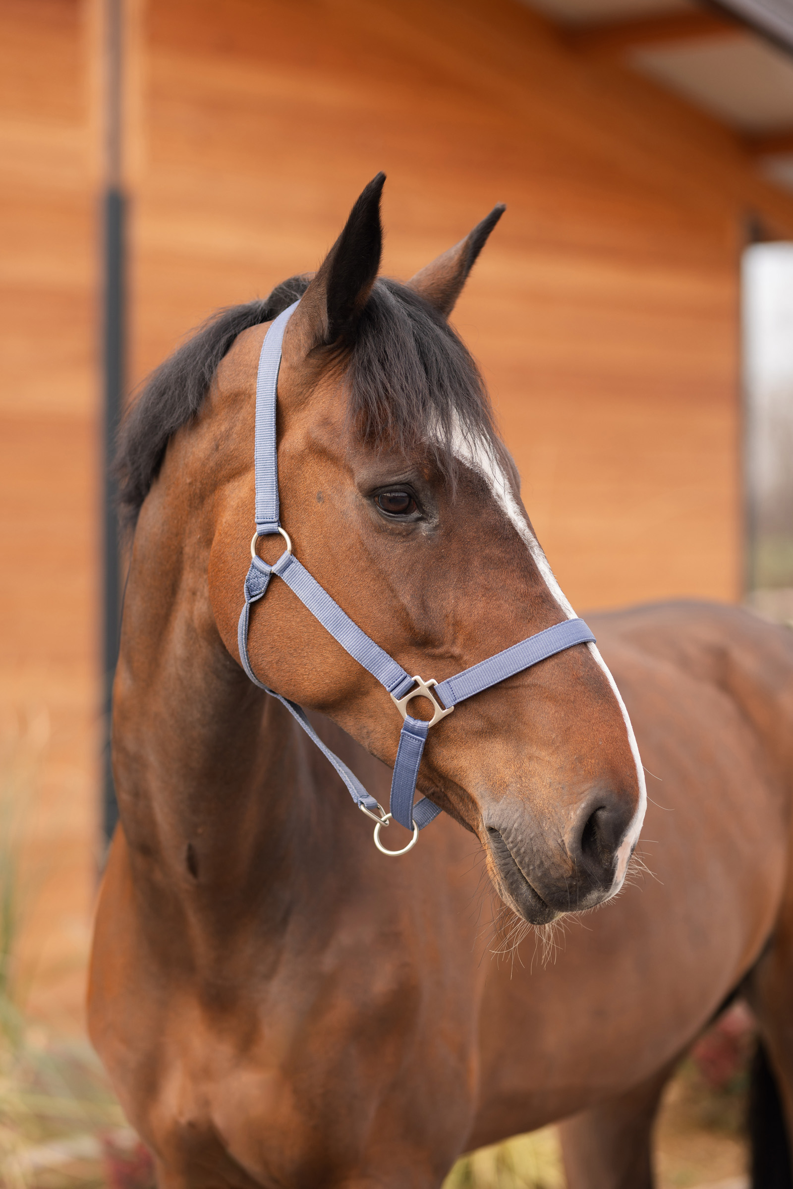 Horze Rose Tonique halster