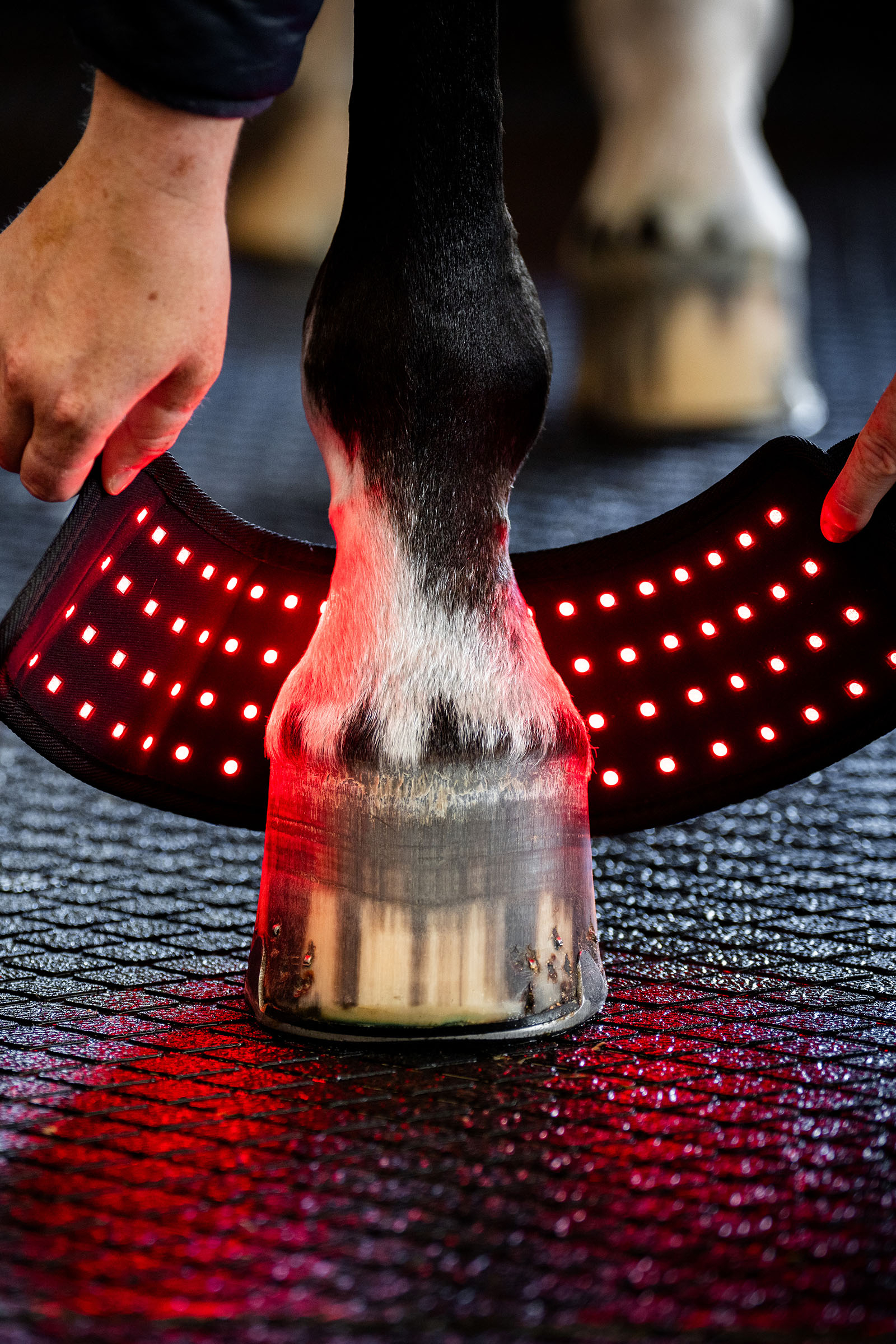 Horseware LED roodlichttherapie mini beenbeschermer (1 st.)