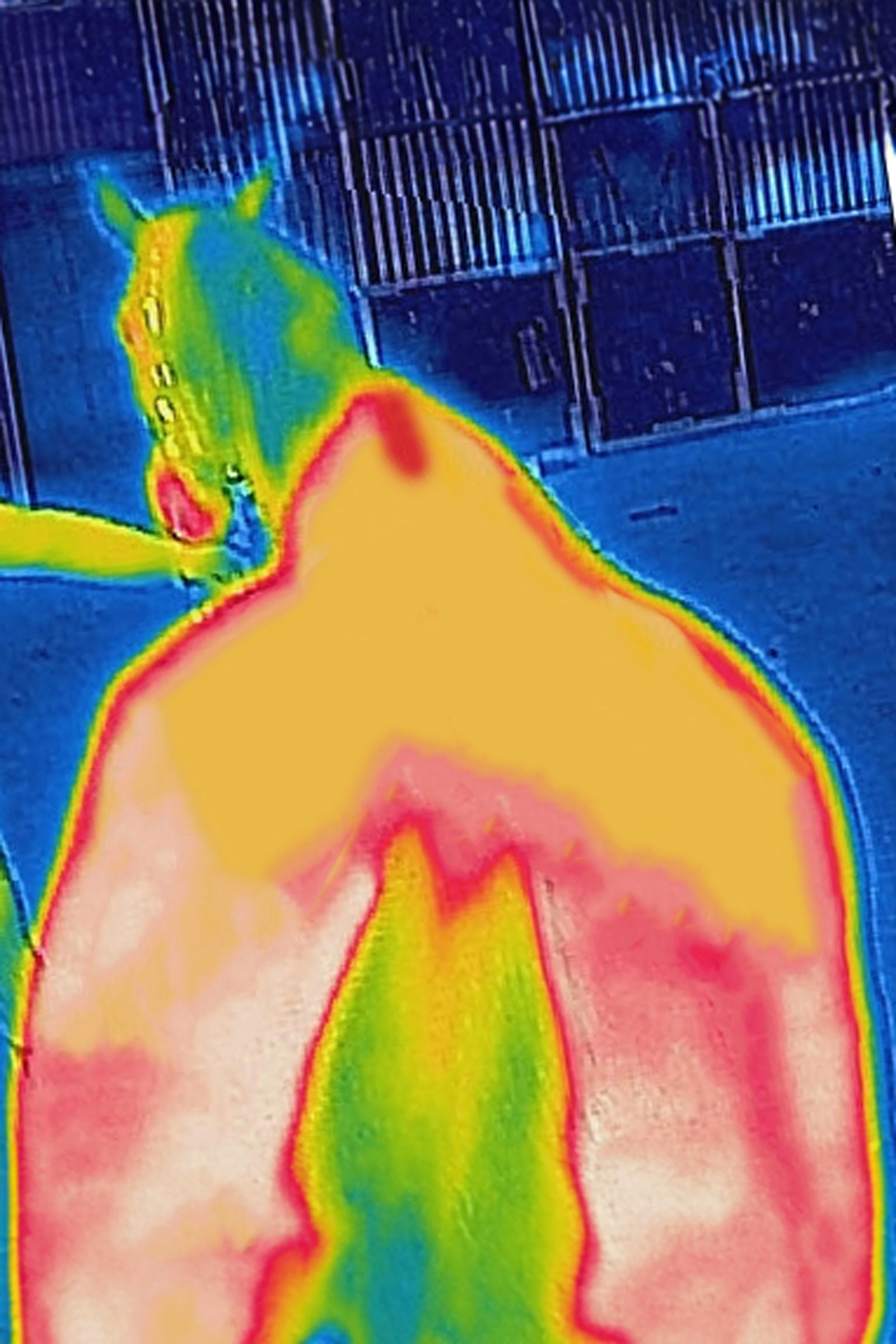 Bucas Therapy outdoordeken, 150g