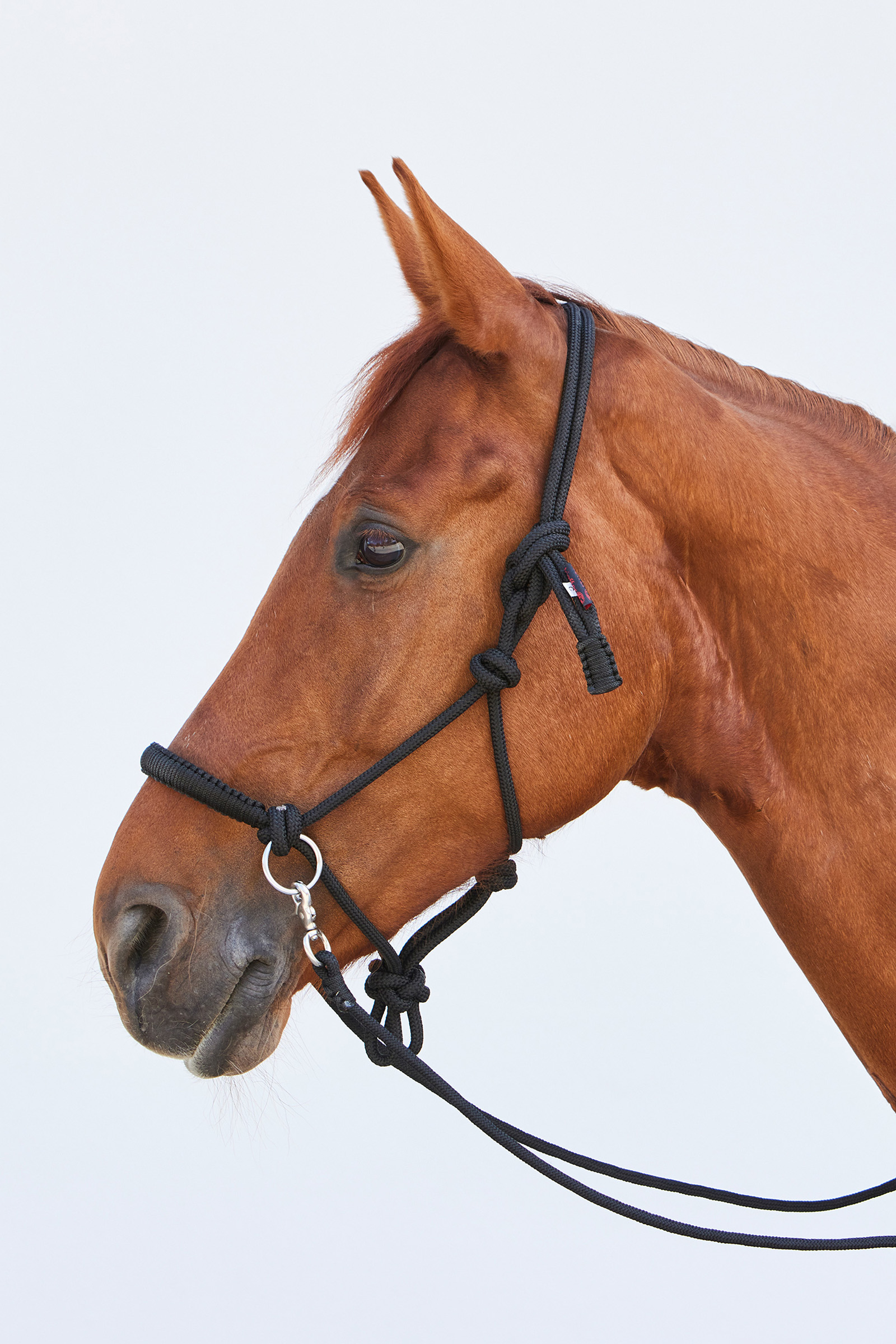 Kieffer Ruby touwhalster