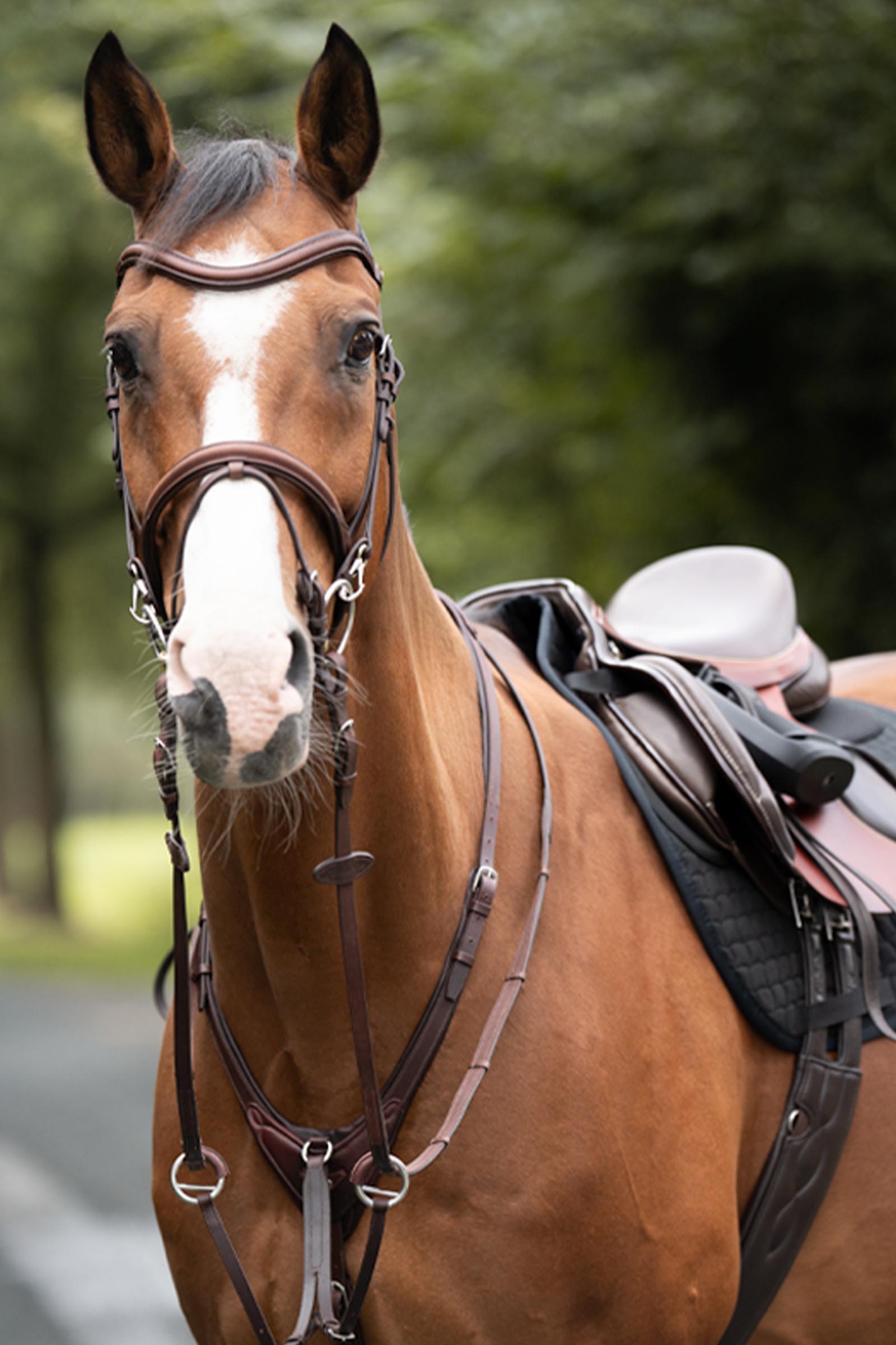 Kavalkade Azriel martingaal, zacht gevoerd