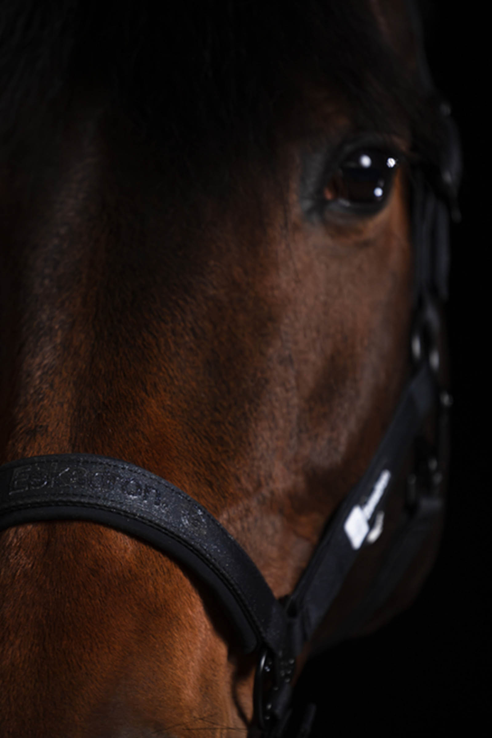 Eskadron Dynamics AW25 sprankelend halster met dubbele doornsluiting