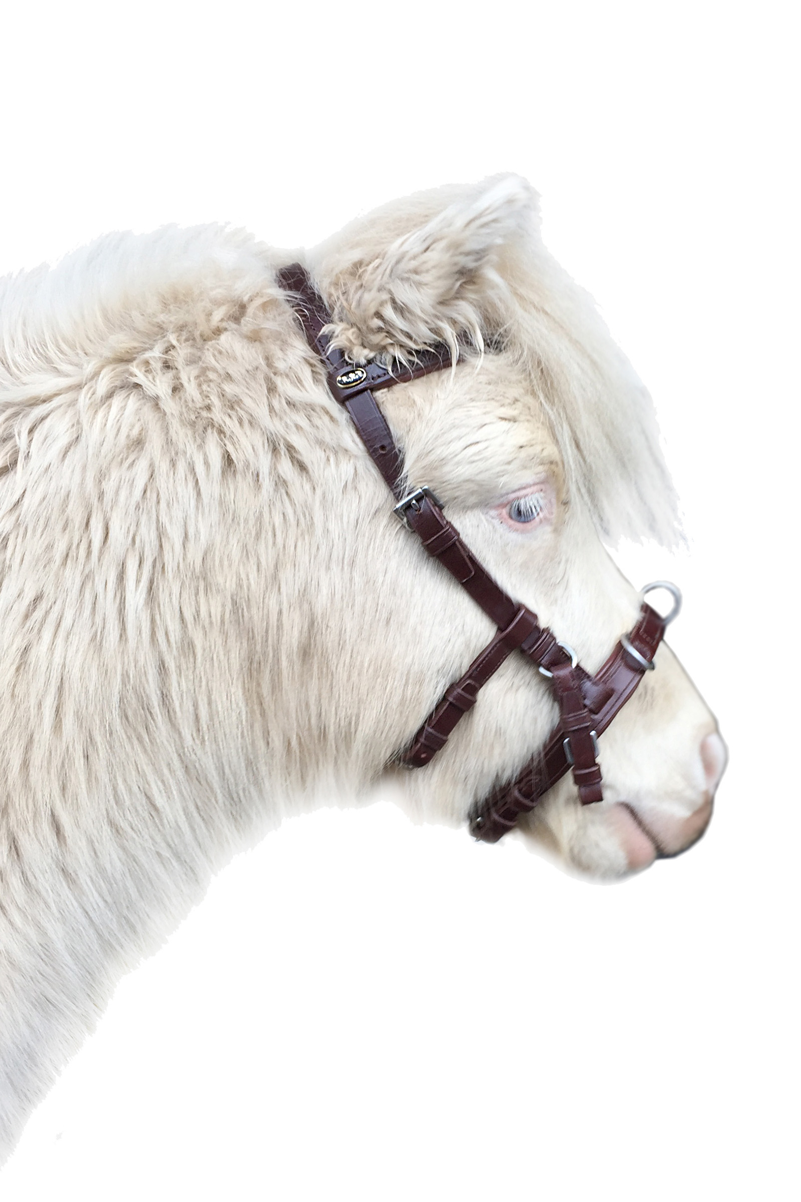 F.R.A. Freedom Riding Articles Baro kaptoom, leer