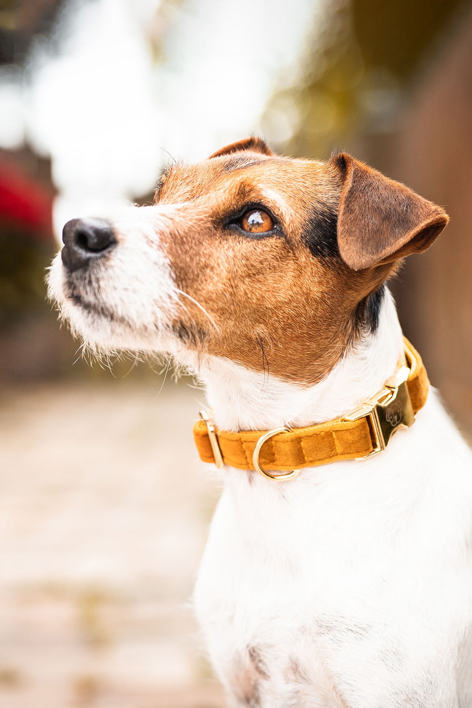 Maize Yellow Kentucky Dogwear Dog Collar Velvet