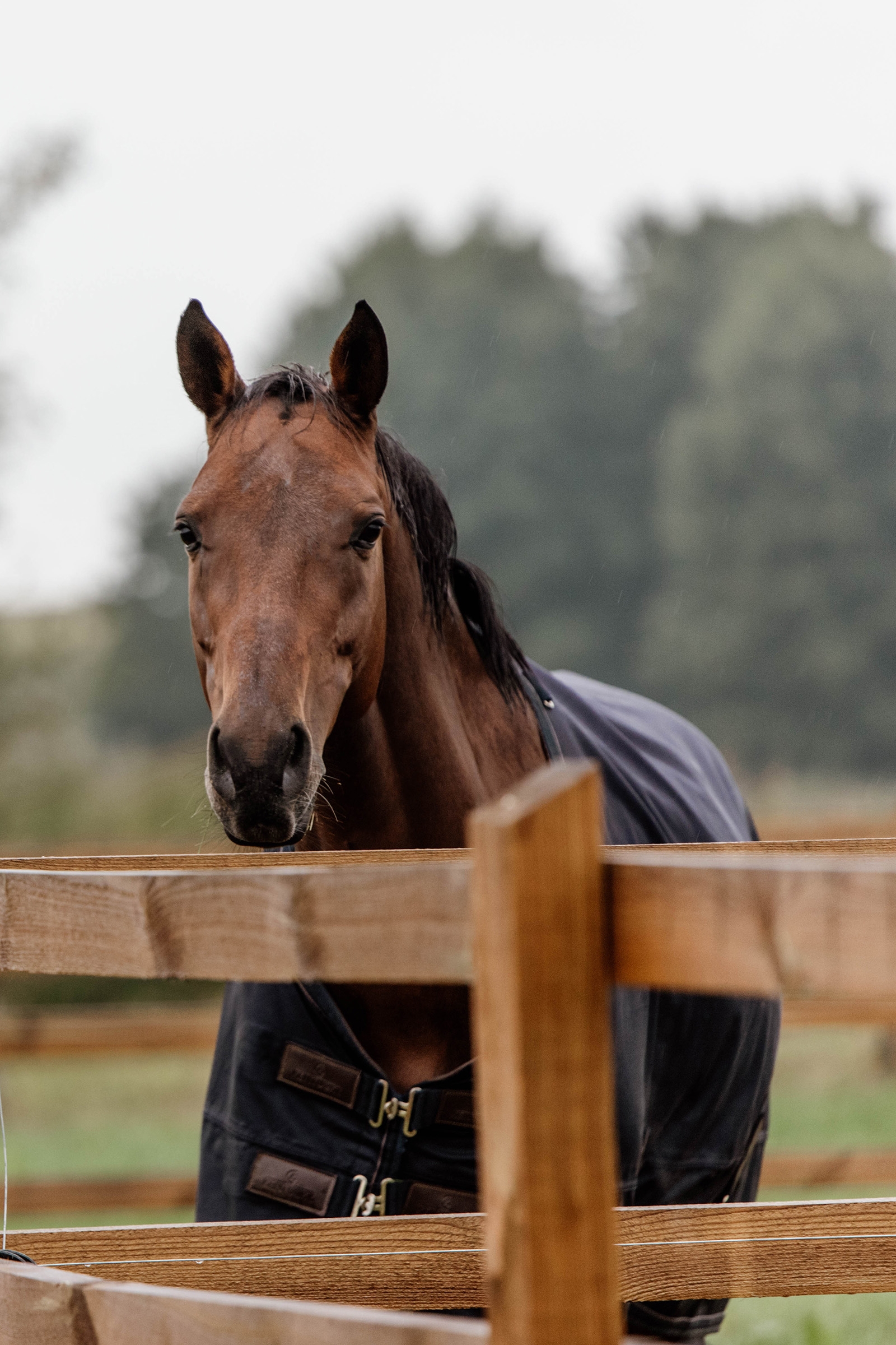 Kentucky Horsewear Winterdeken All Weather 300gr