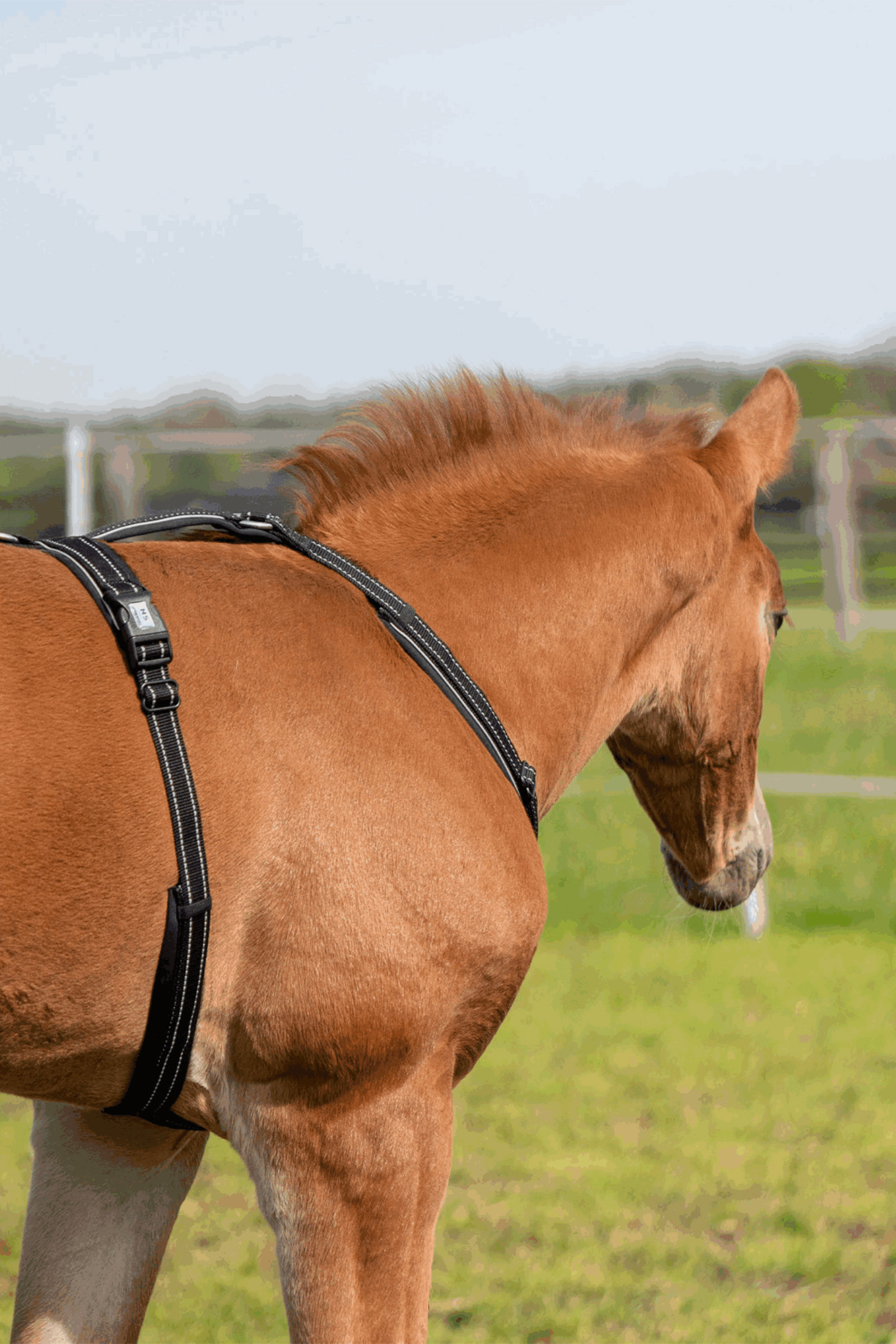 Sprenger Veulen Tuig