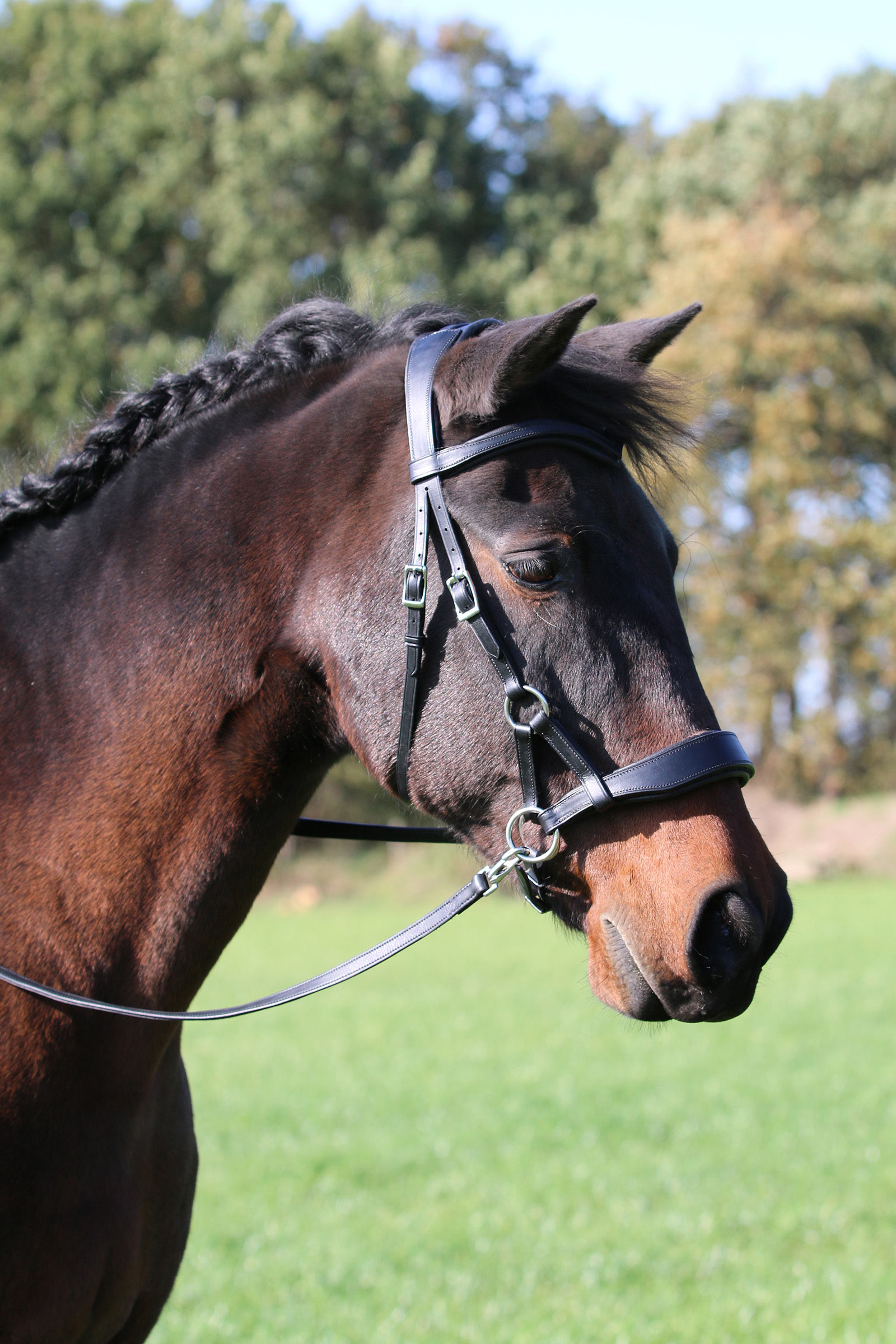 F.R.A. Freedom Riding Articles Aruba bitloos hoofdstel met teugels (system 3)