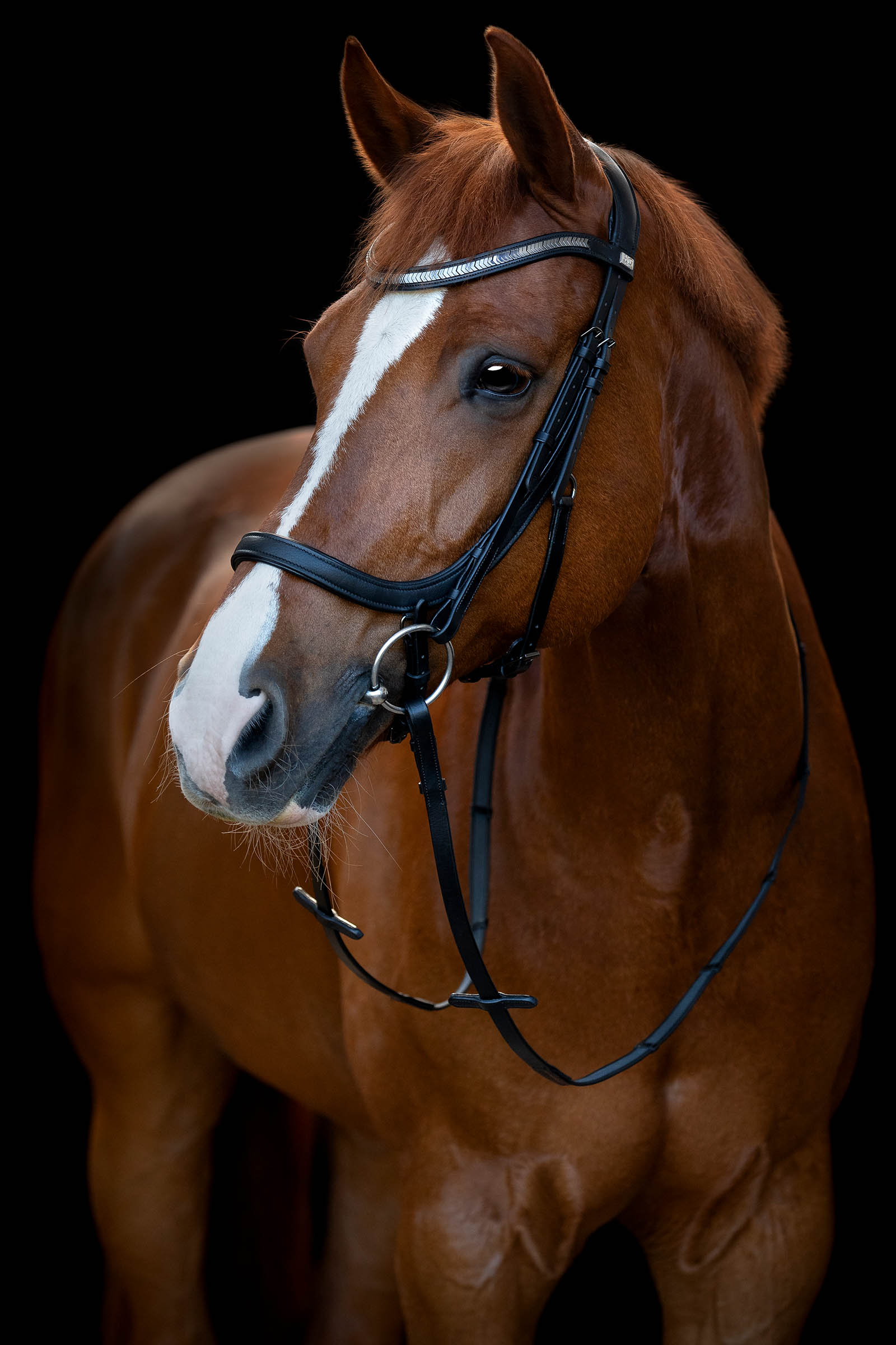 HorseGuard Tine Anatomic Bridle