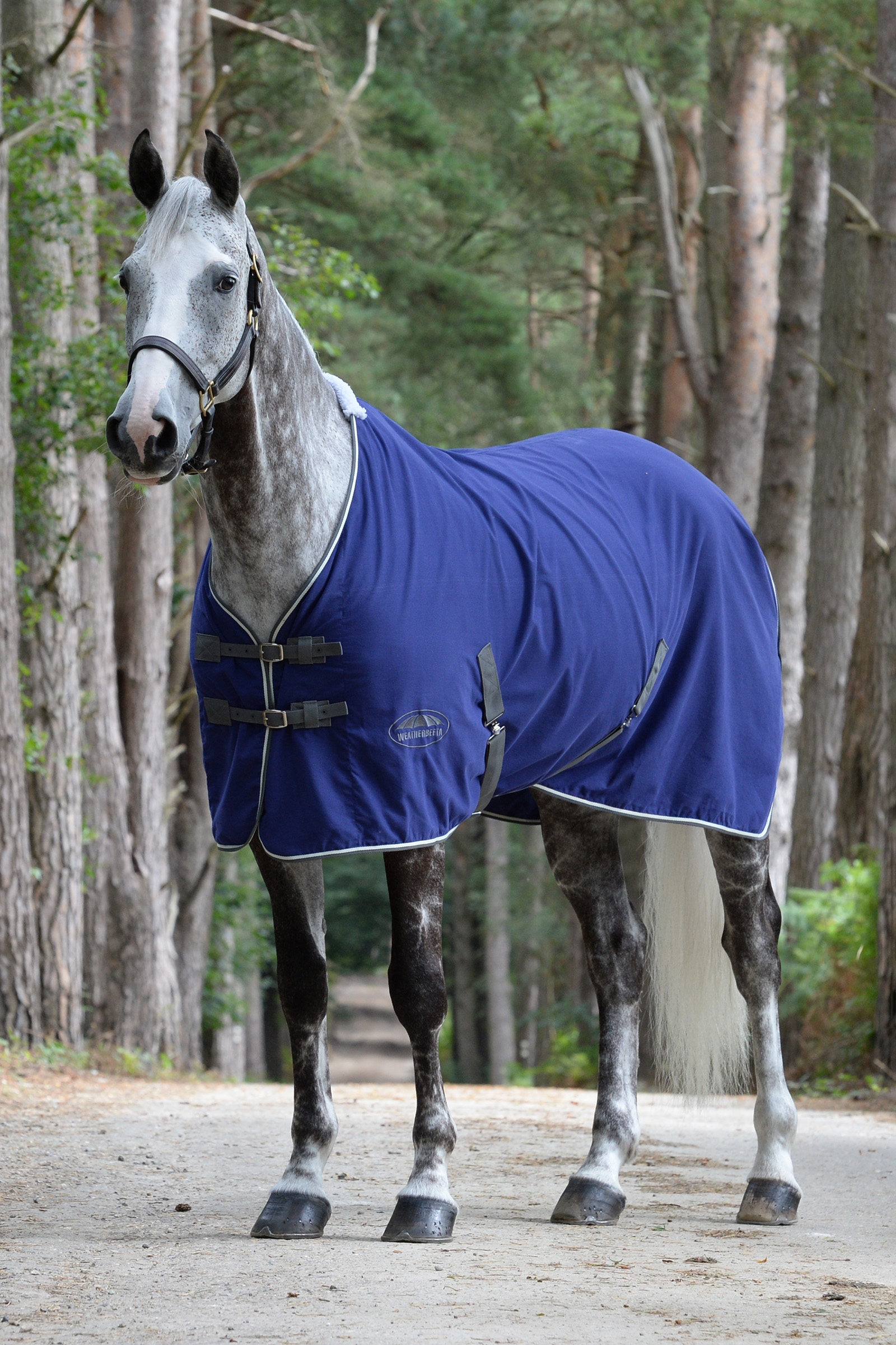 Weatherbeeta Cotton Show Rug