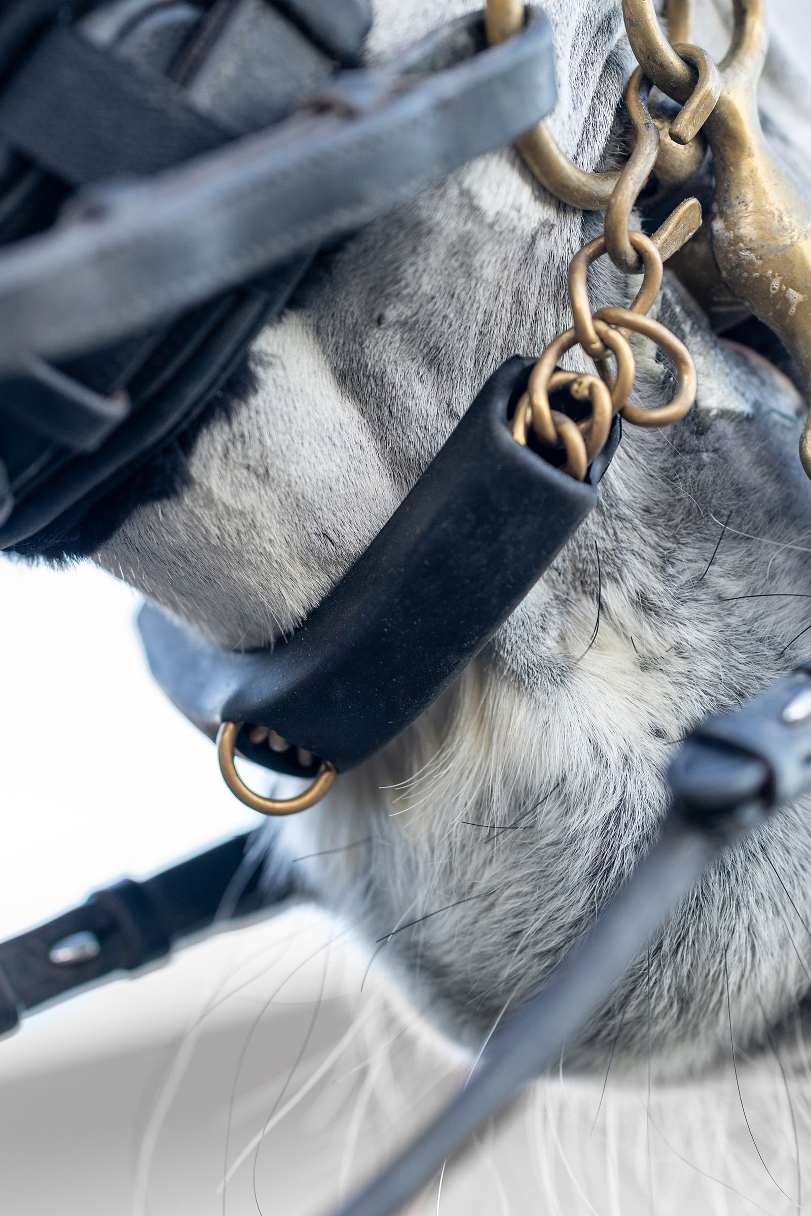 LeMieux kinkettingbeschermer