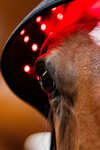 Horseware LED roodlichttherapie nekcap