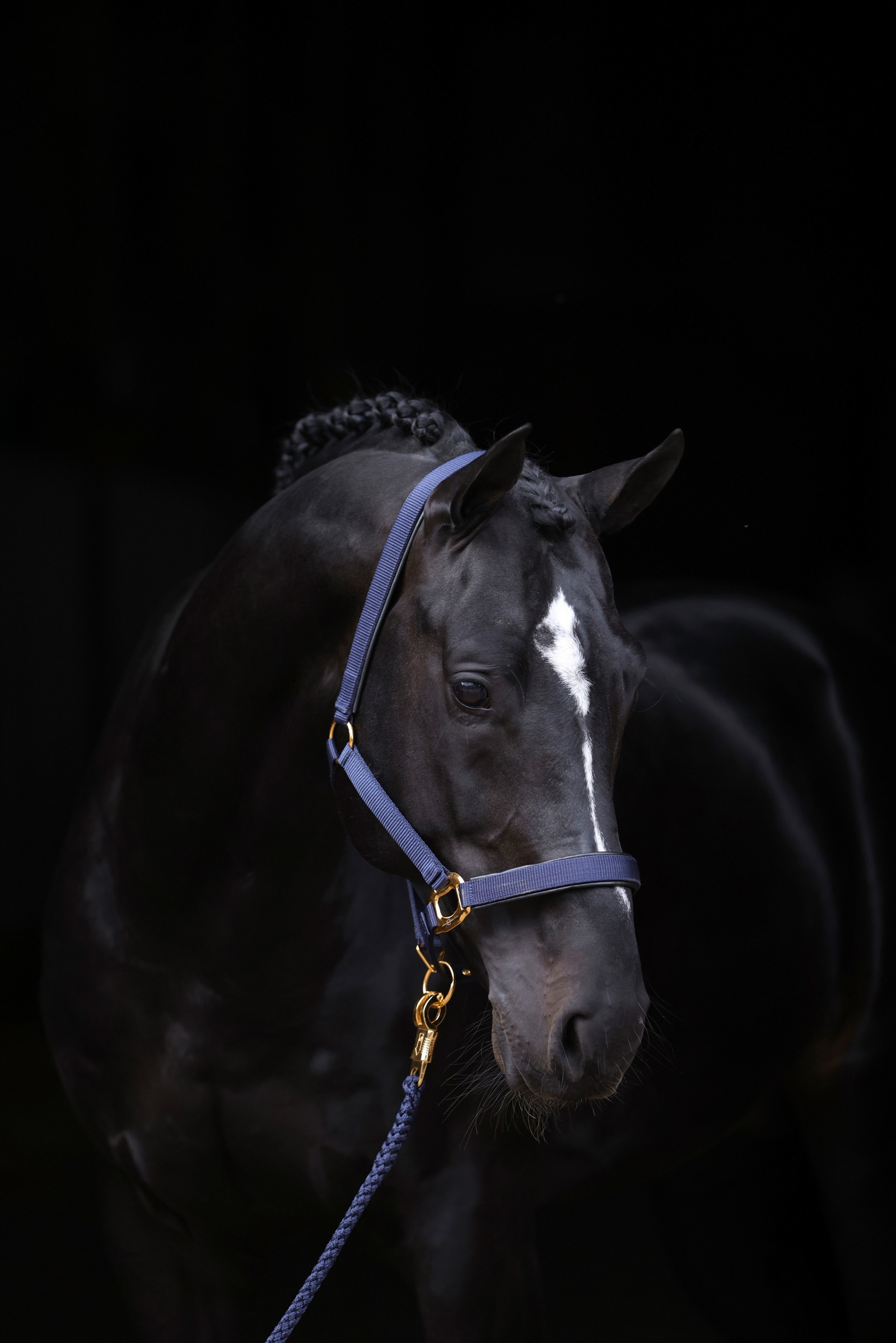 DB/AB Covalliero TopLine halster