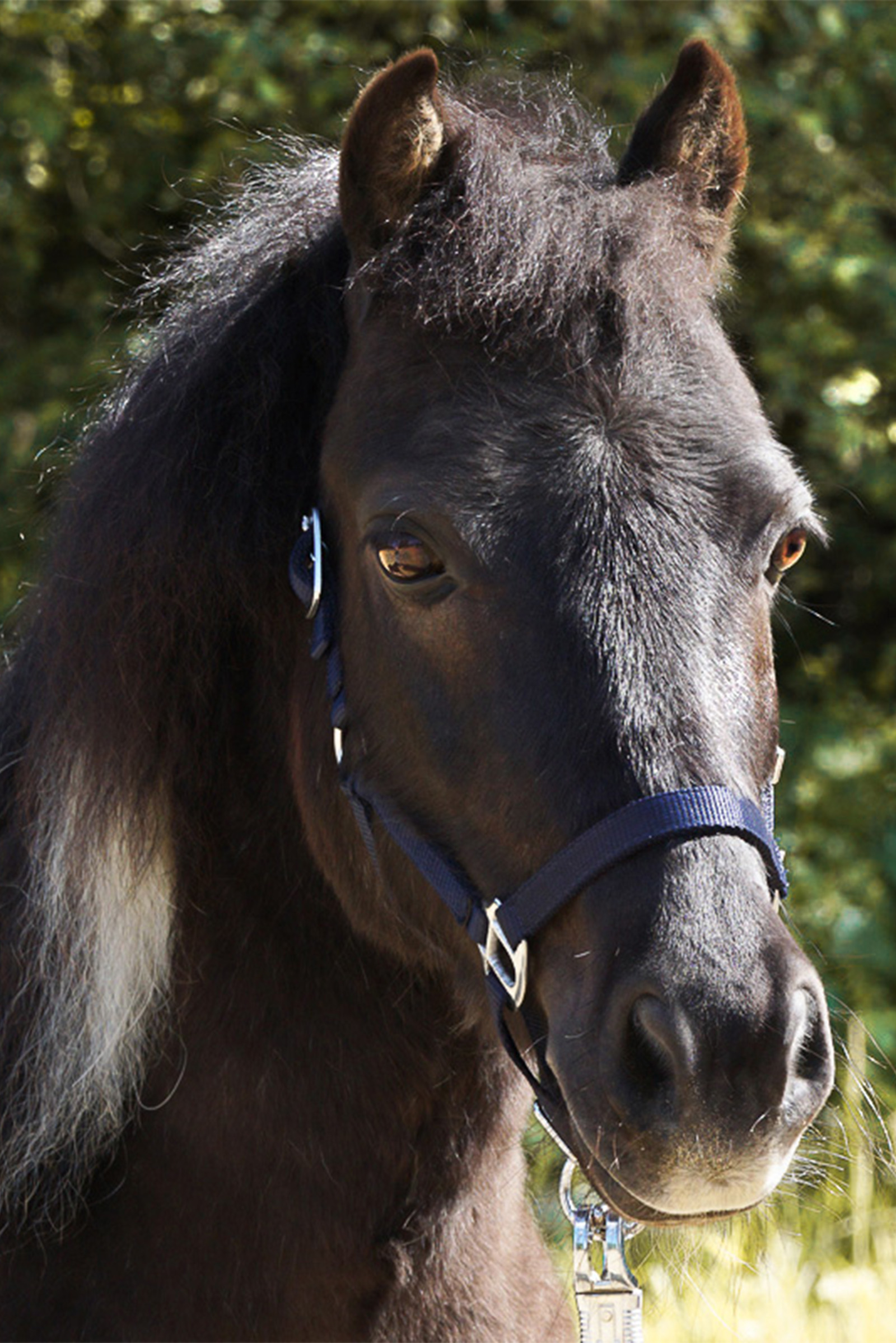 Kavalkade Shorty Halster voor Shetlandpony's
